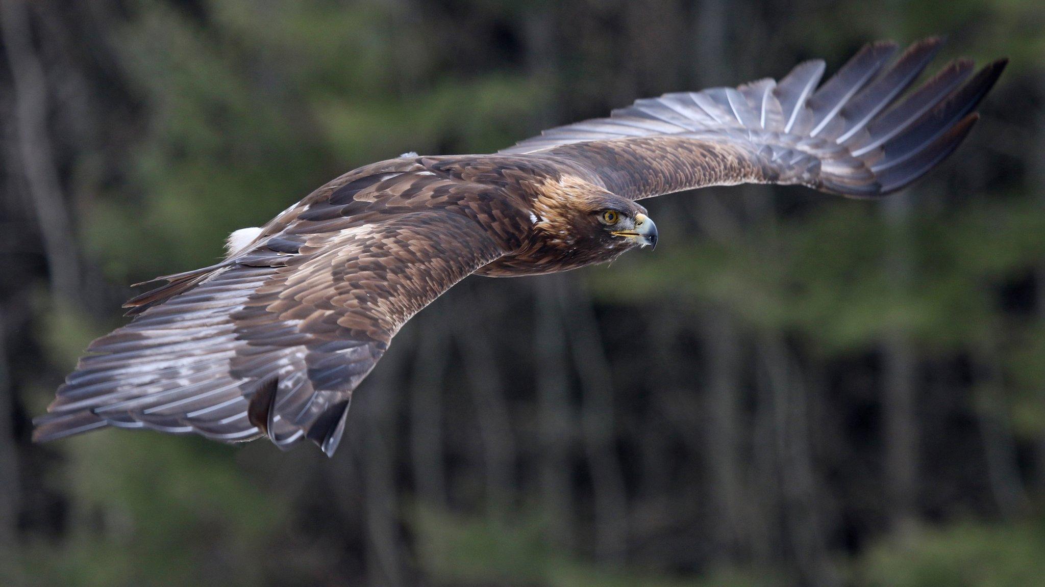 Golden eagle