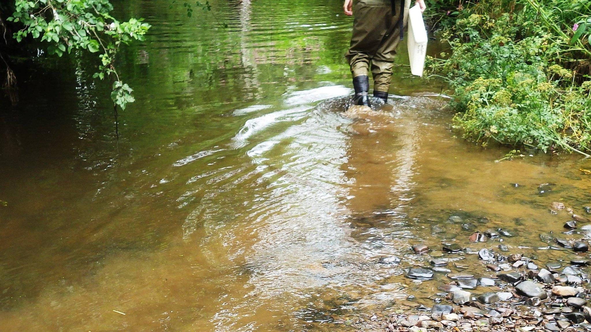 River Creedy in Crediton