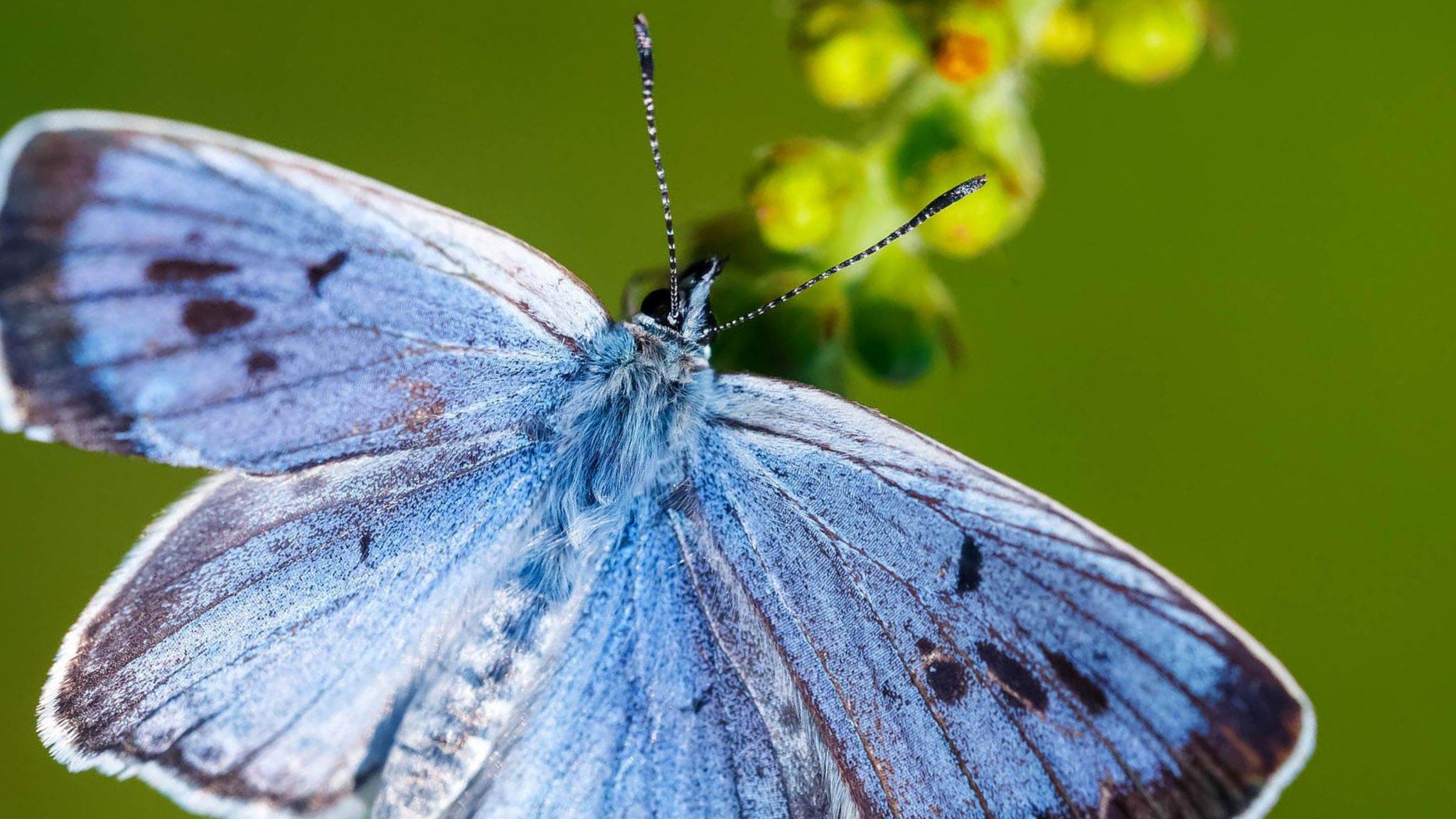 The Large Blue Butterfly