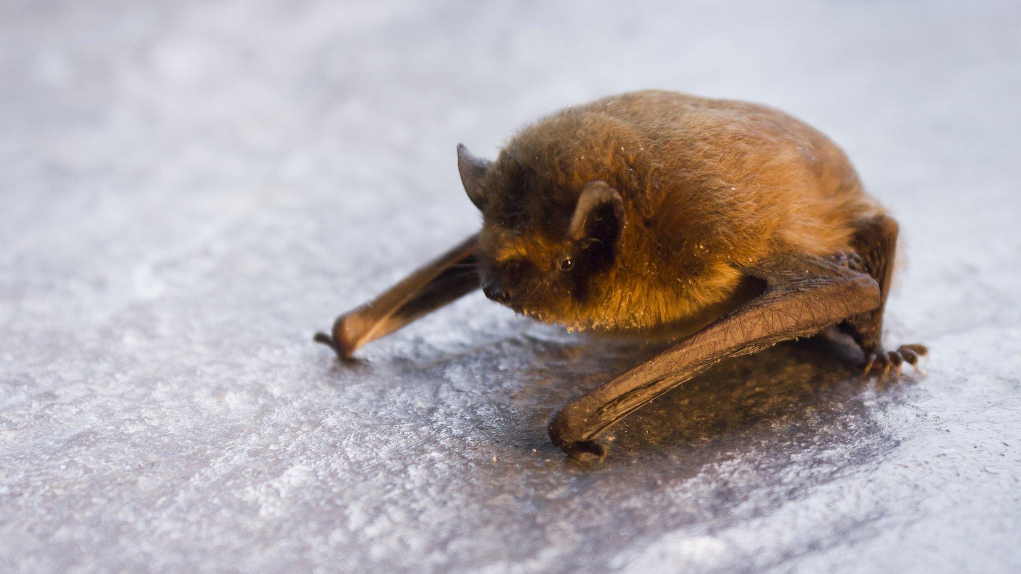 Soparano pipistrelle