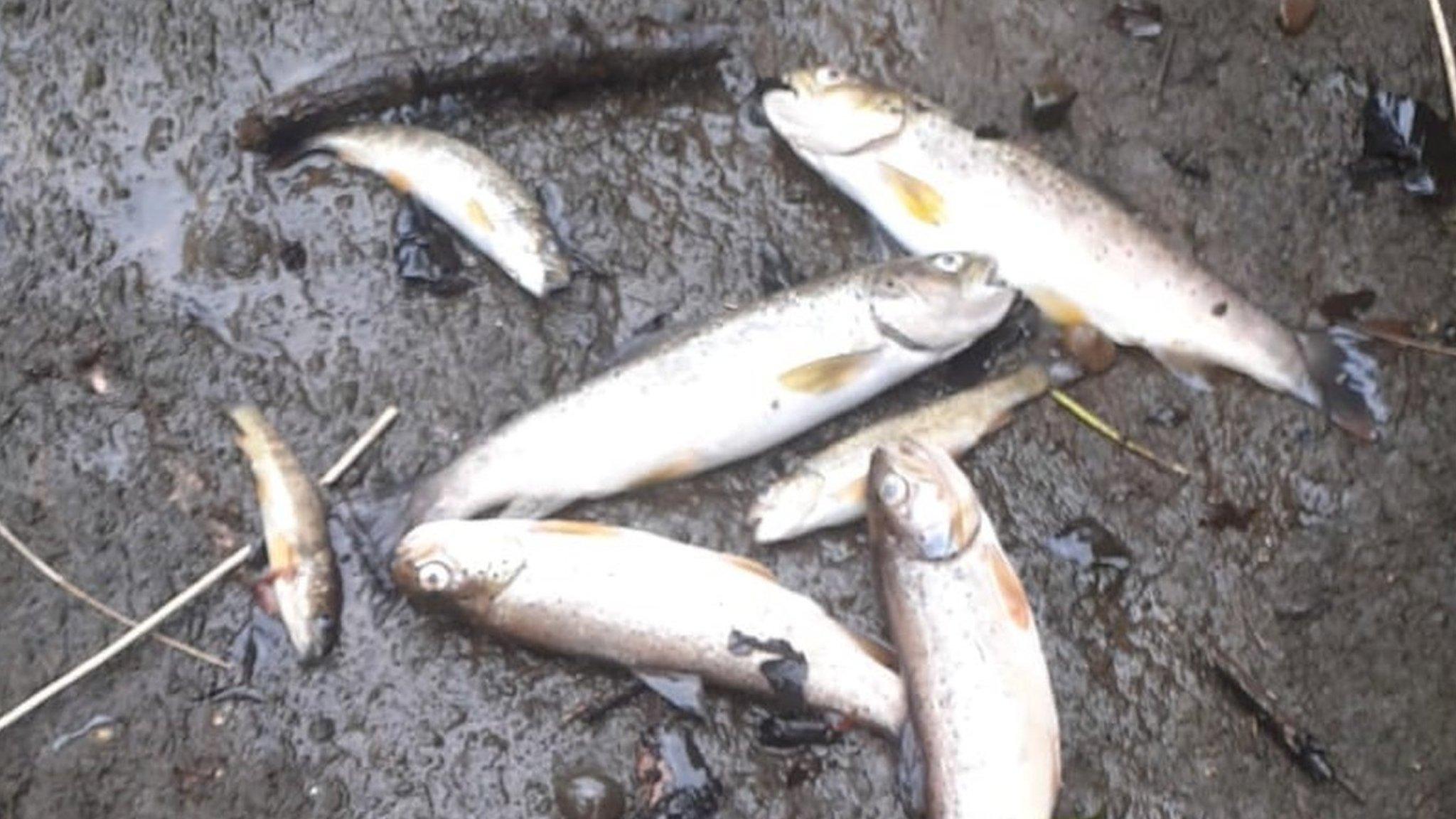 dead fish after slurry spill