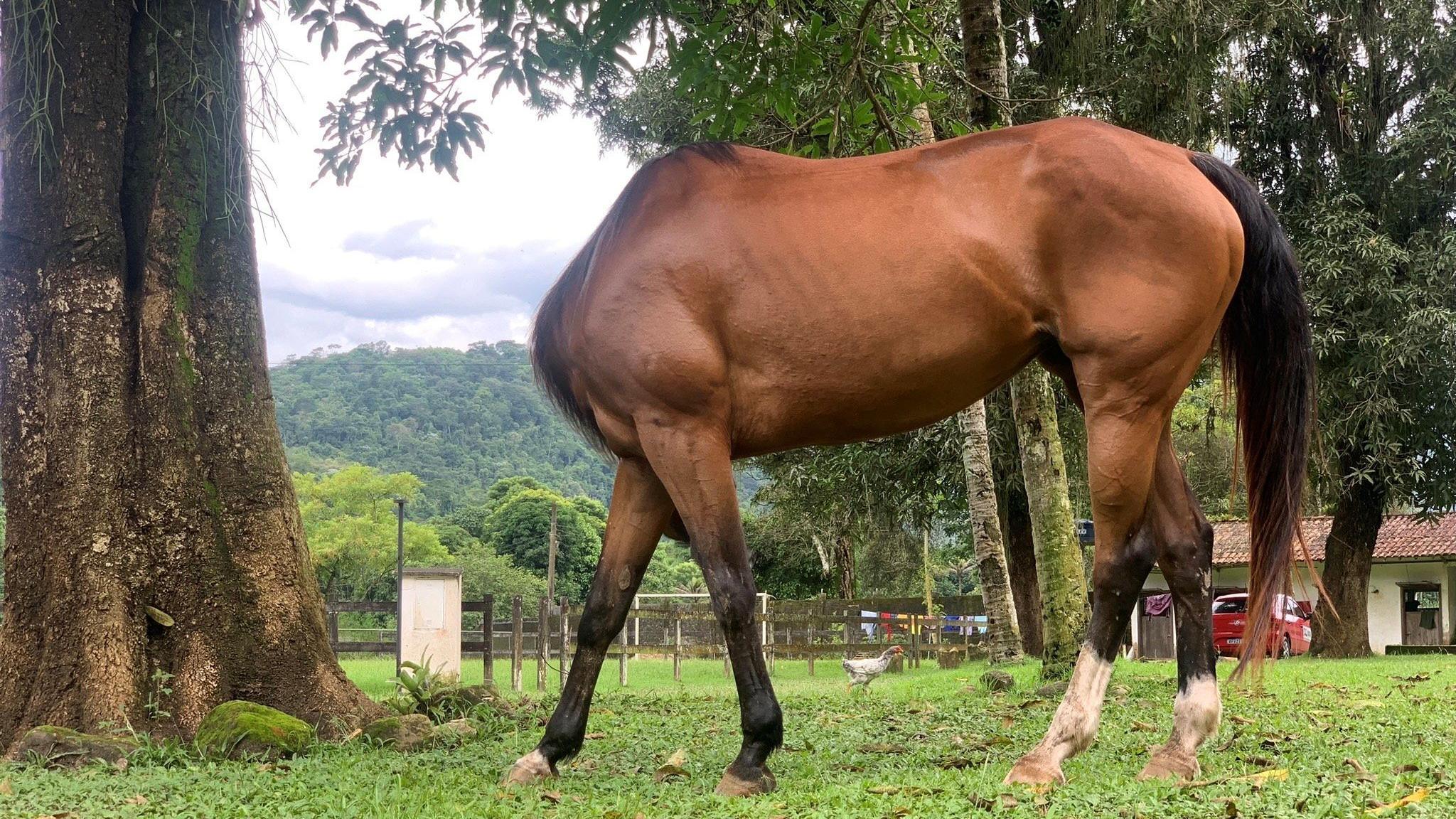 an optical illusion of a horse missing its head