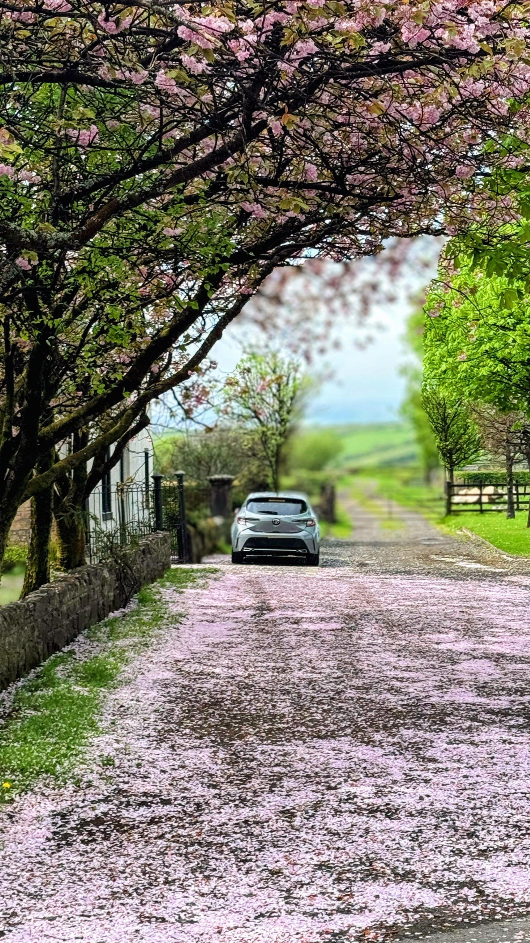 Cherry blossom covers a road which has overhanging trees. There is a car parked on the road in the distance.