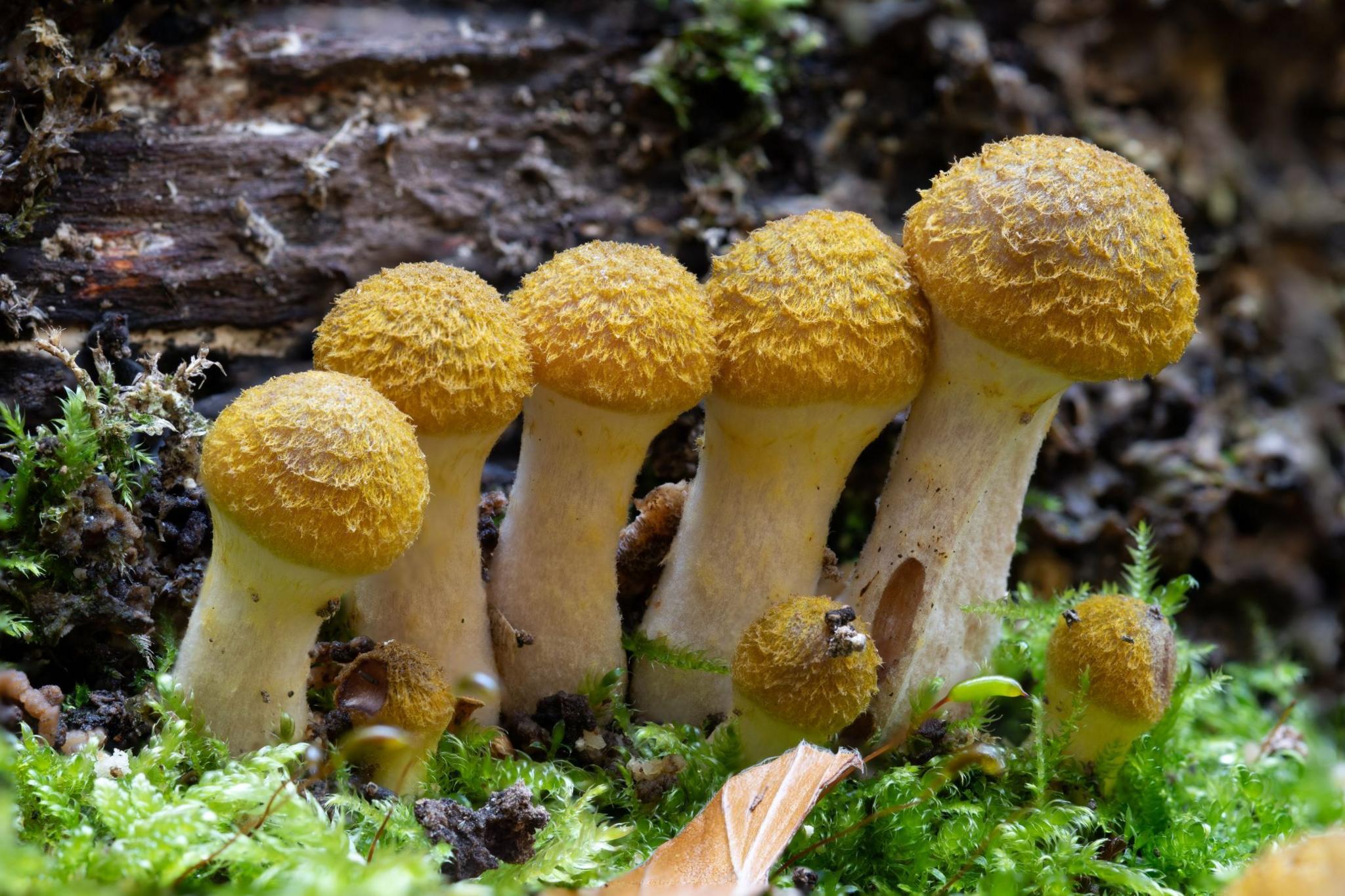 Yellow-topped mushrooms in a row in a woodland