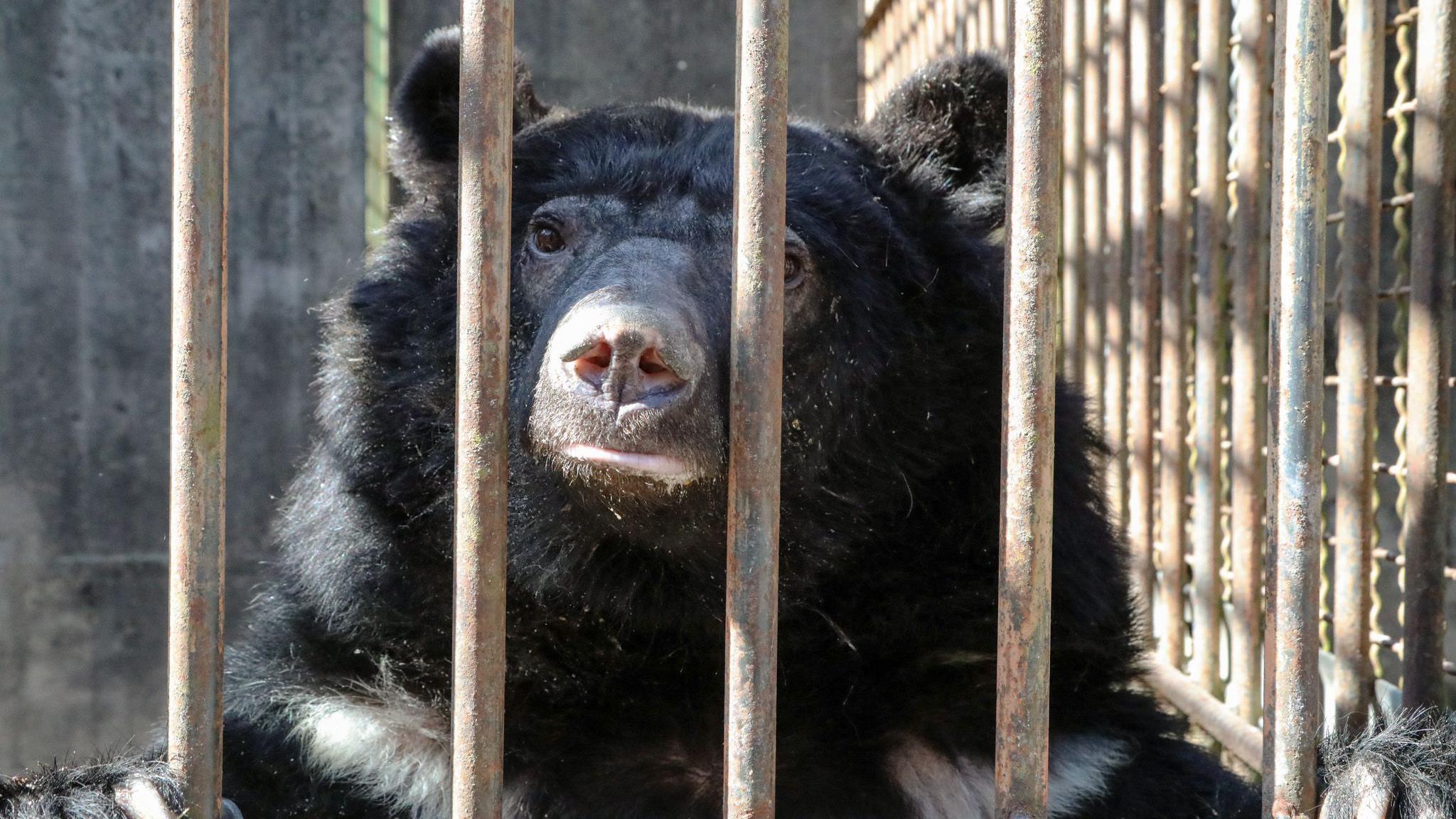 A black moon bear looks out of a small cage with bars. It has its paws resting on top of the bars as it looks at the camera.
