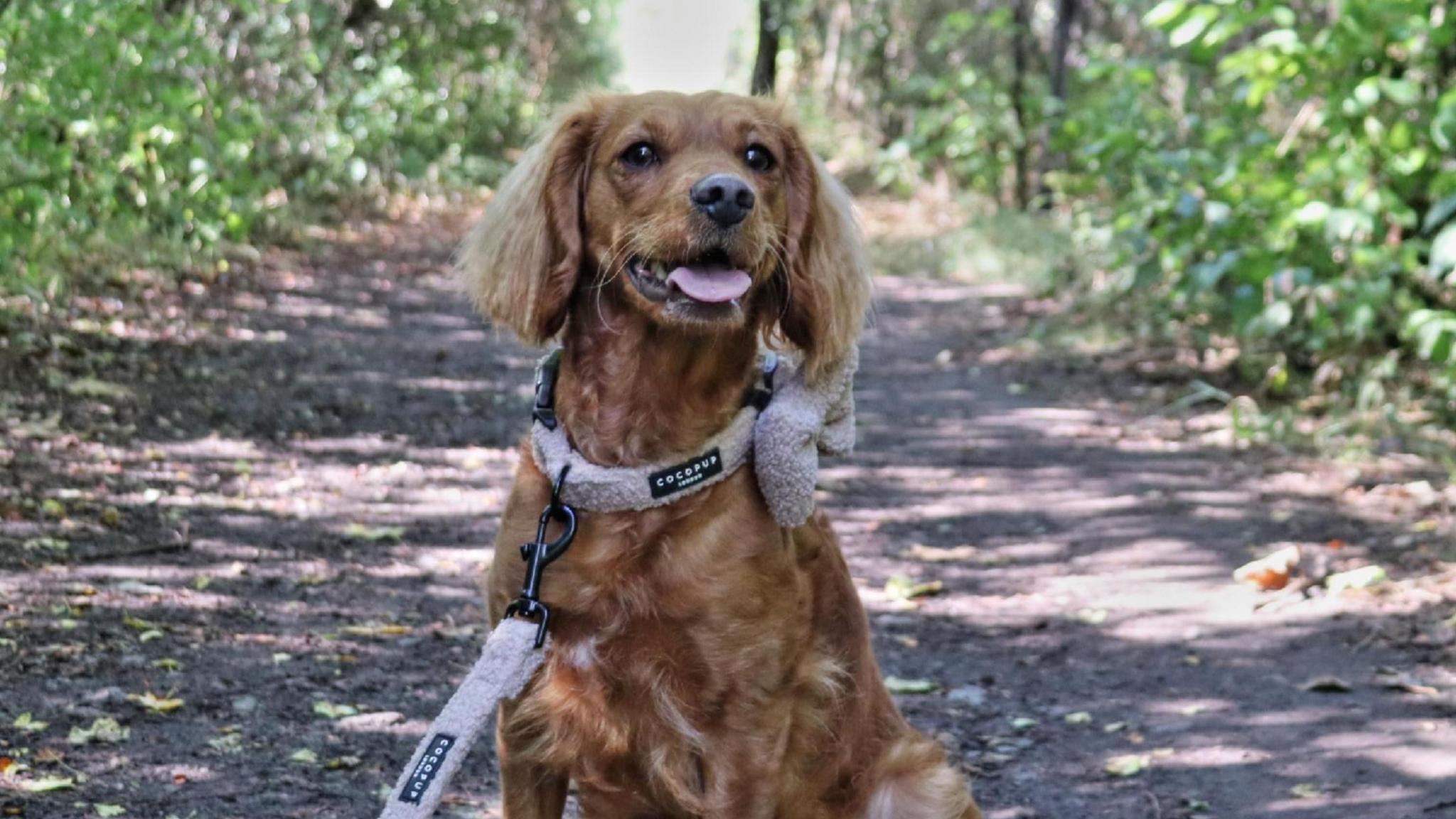 A dog with short brown fur and a light purple-coloured collar and leash, sits on a path looking at the camera. Either side of the path are green bushes