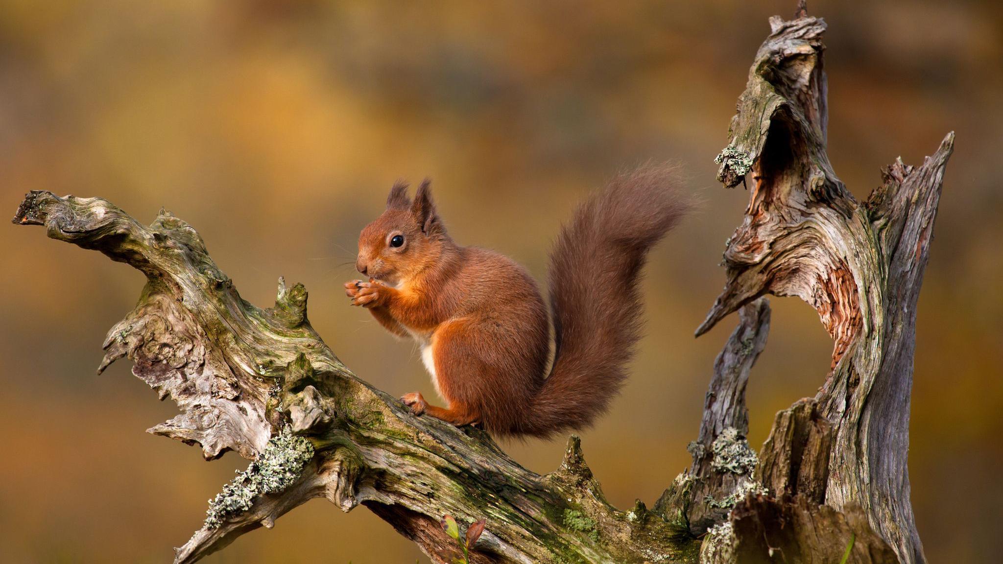 a red squirrel sitting next on a gnarly tree branch eating nuts from it's claws