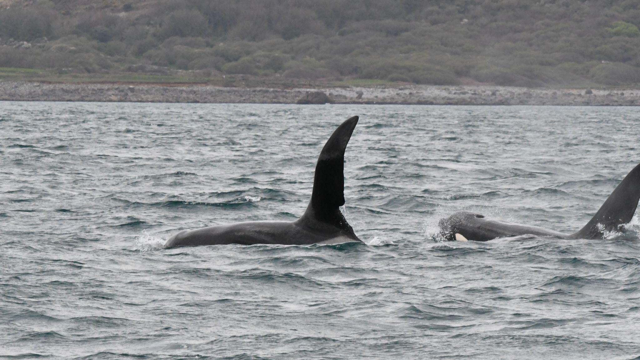 The two orca brothers towards the surface with their dorsal fins clear of the water. There is the shore behind them.