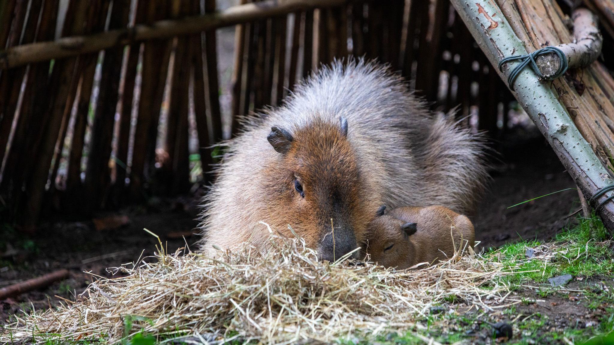 an adult capybara with a baby capybara nuzzling into its side