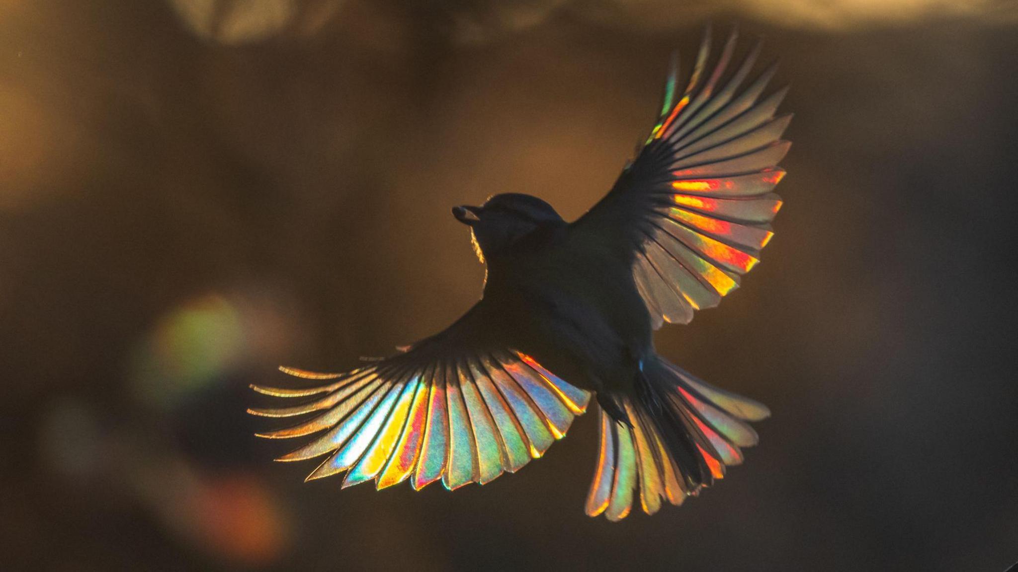 Blue tit with light refracting through its wings