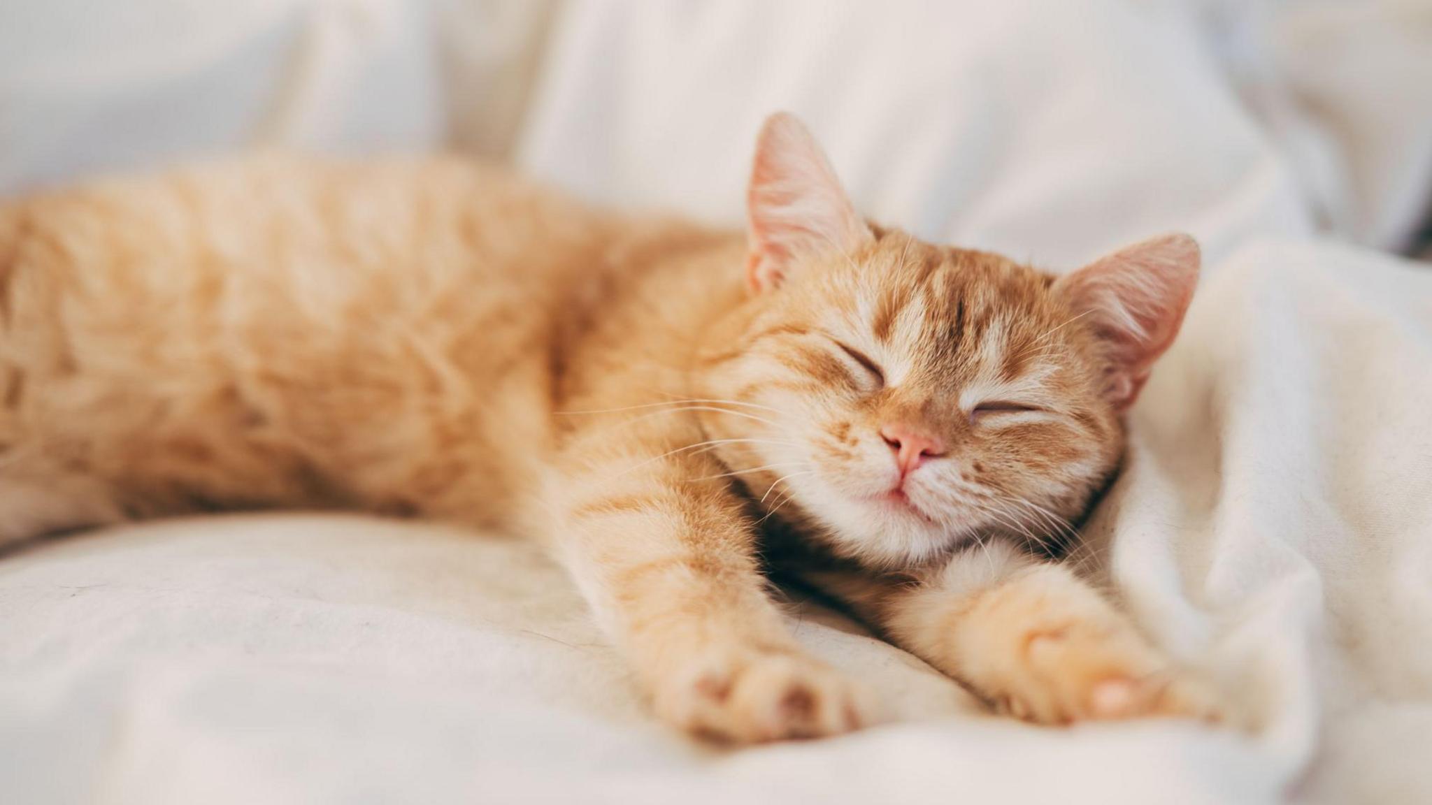 Ginger cat sleeping in the sun