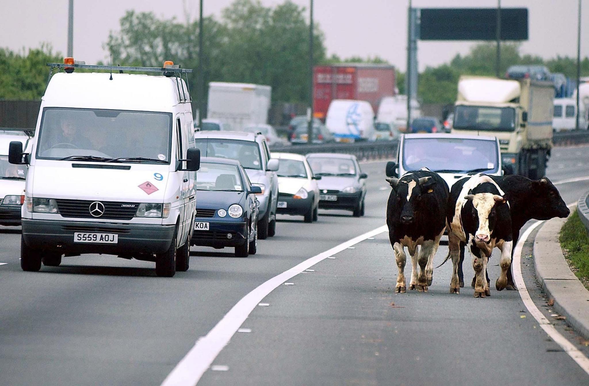 Three cows on the hard shoulder of a live motorway, with traffic passing