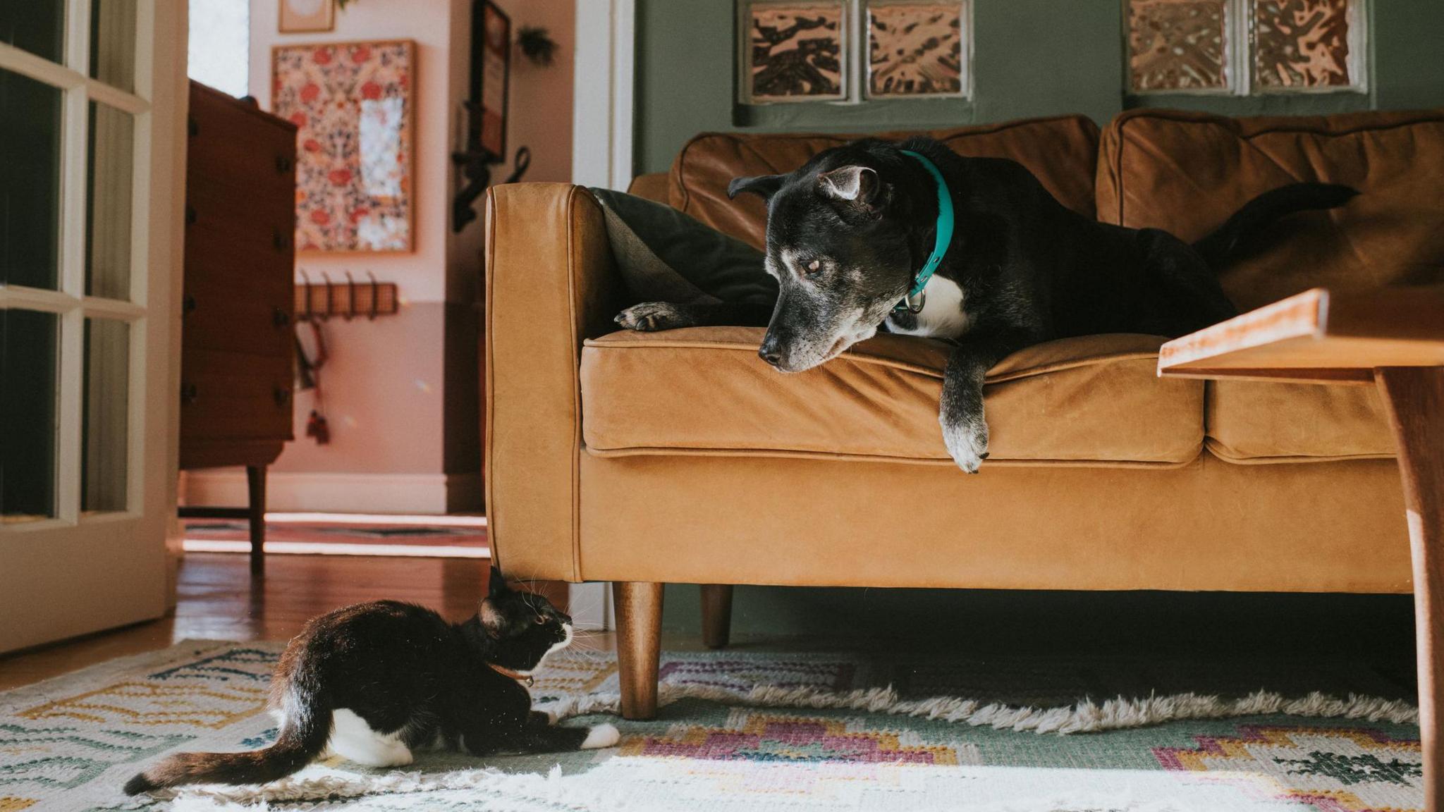 A small black cat crouches down on the floor next to an orange sofa. A large black dog lies on the sofa and looks down at the cat playfully. 