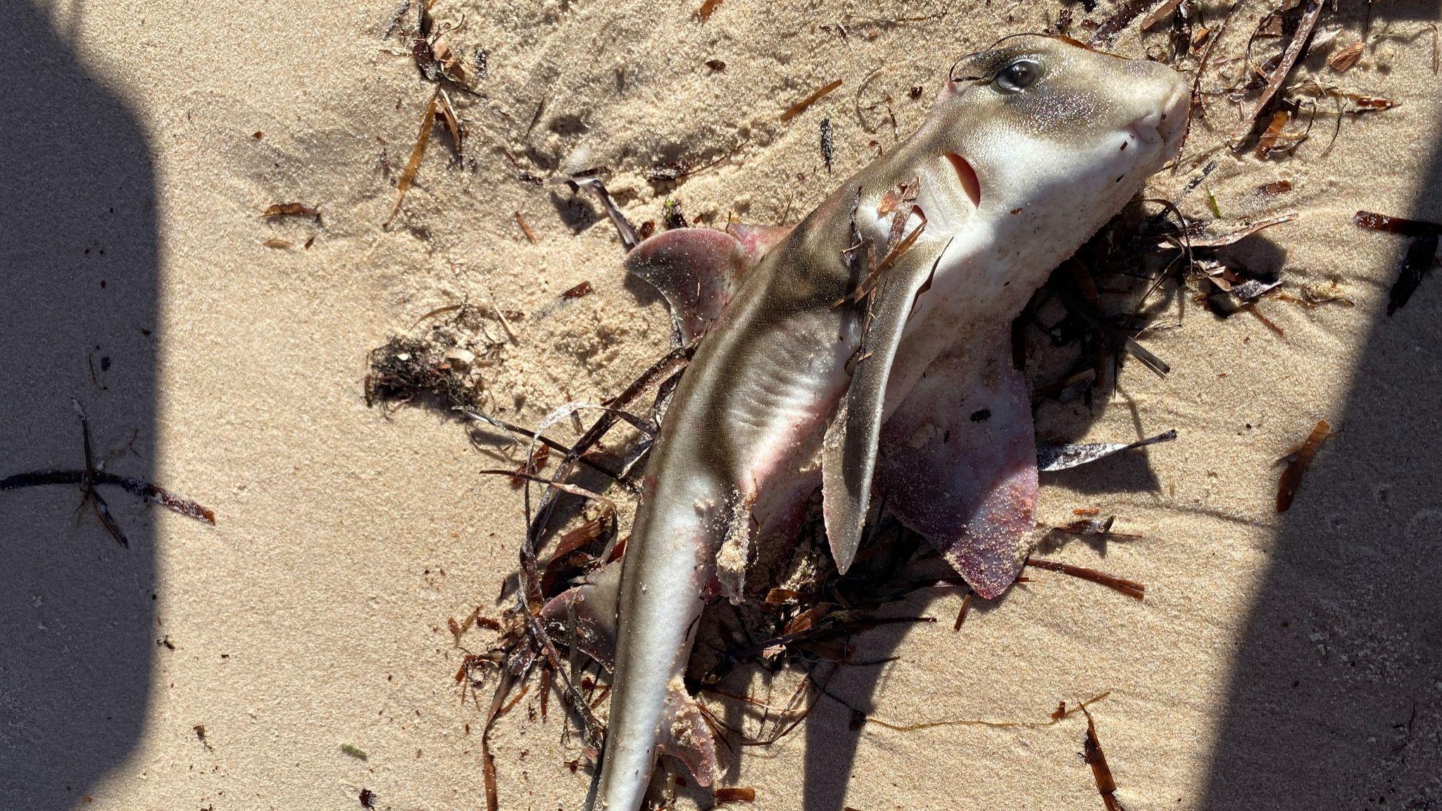A dead Port Jackson shark found on the beach found in Port Vincent, South Australia.