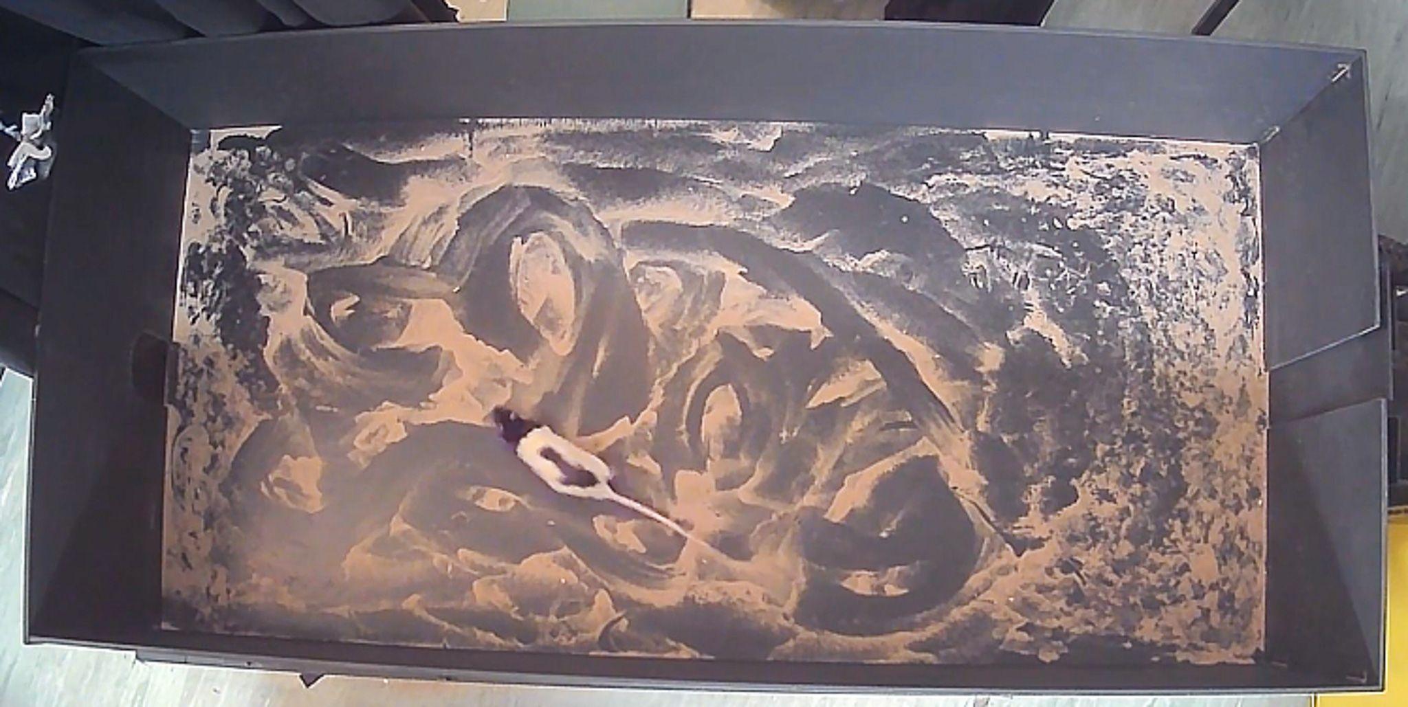 An aerial view of a black and white rat inside a large box - or arena - which neuroscientists have designed and built in order to carry out their experiment. The rat looks small as it moves through the large box from one end to the other. The walls of the 'rat arena' are black and the floor is mottles black and beige. 