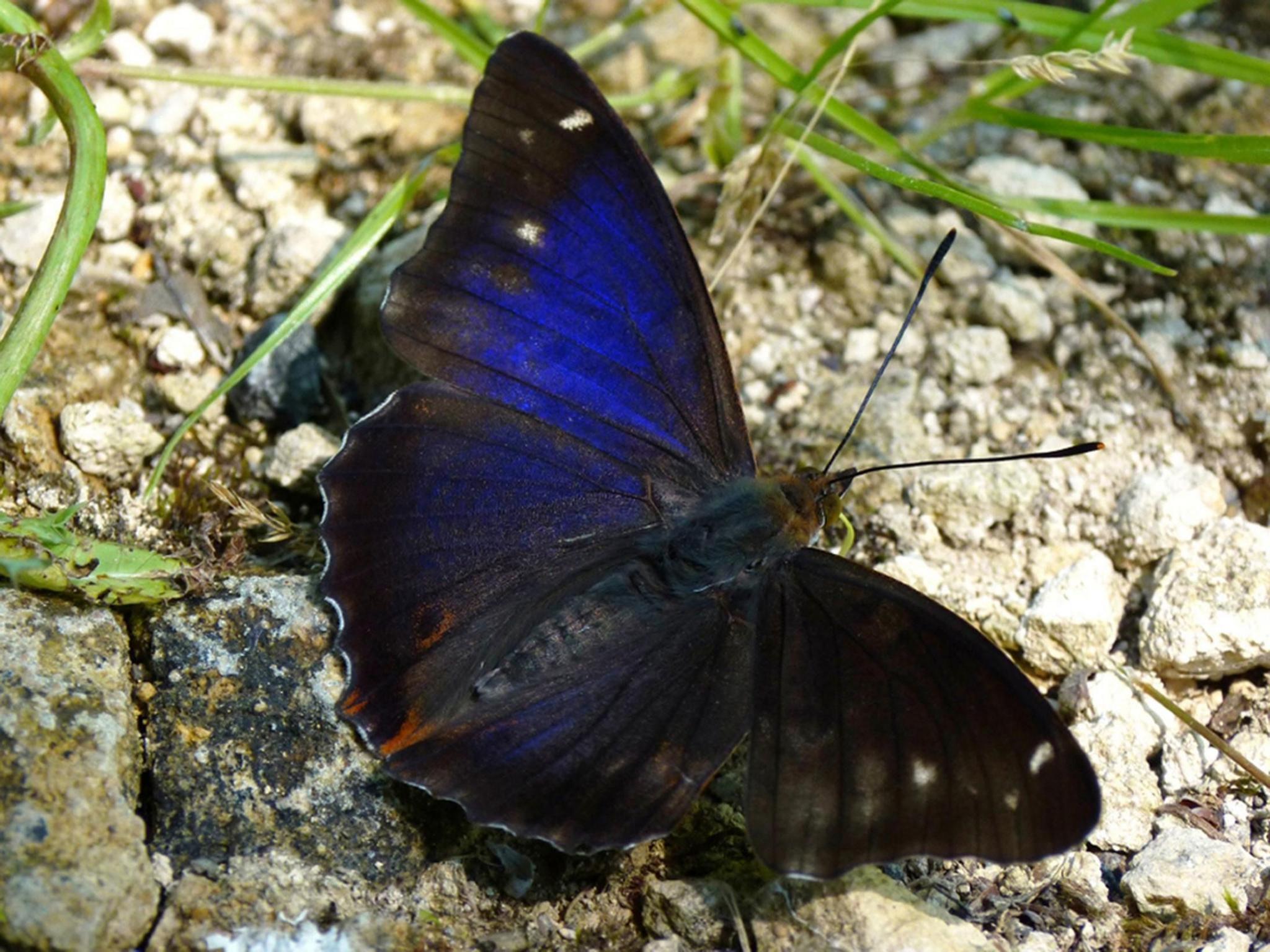 A brilliant electric blue winged butterfly sunning on some stones