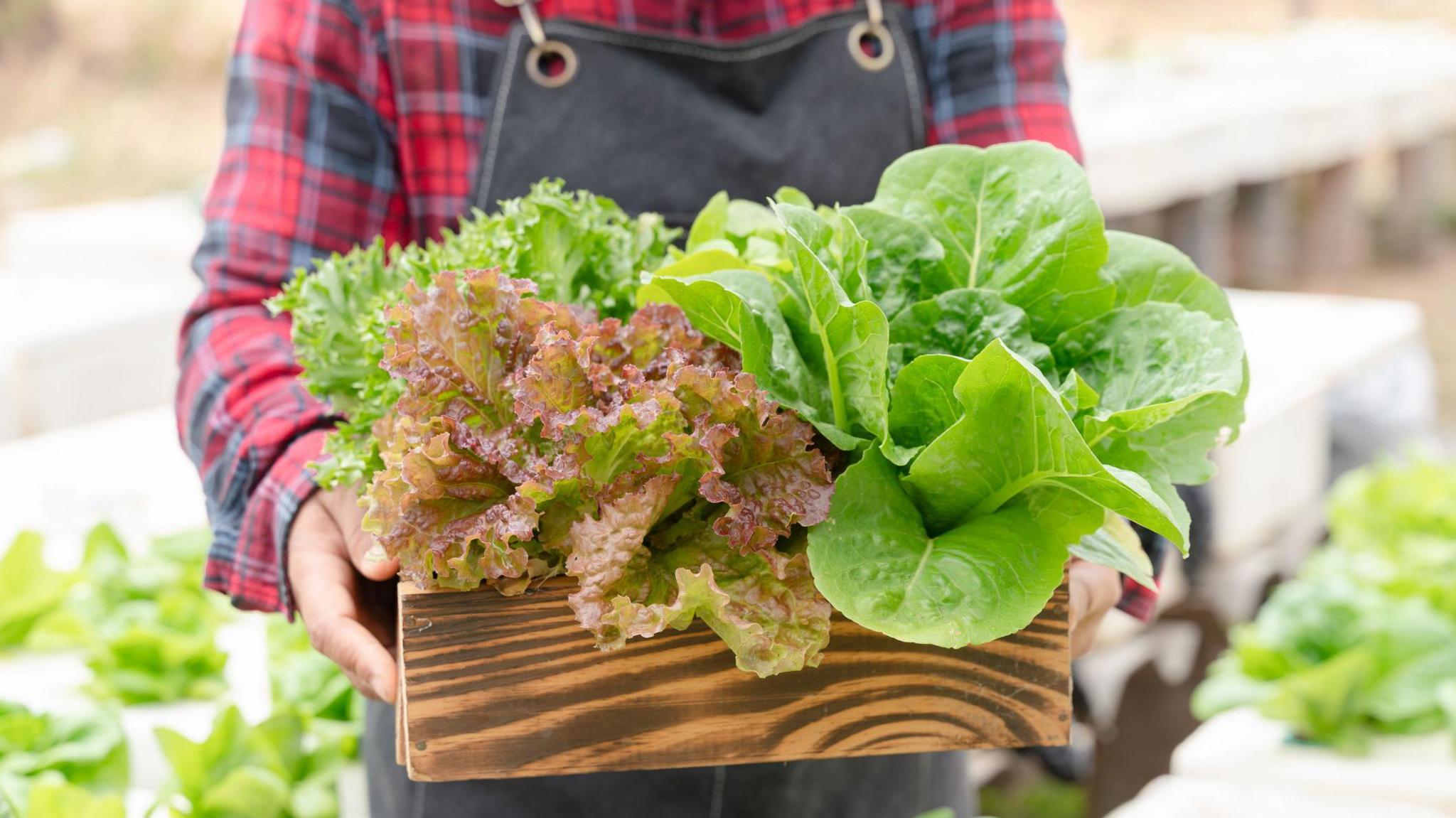 Stock image: A man, his face out of frame, in a red plaid shirt and apron holds a wooden box filled with lettuces