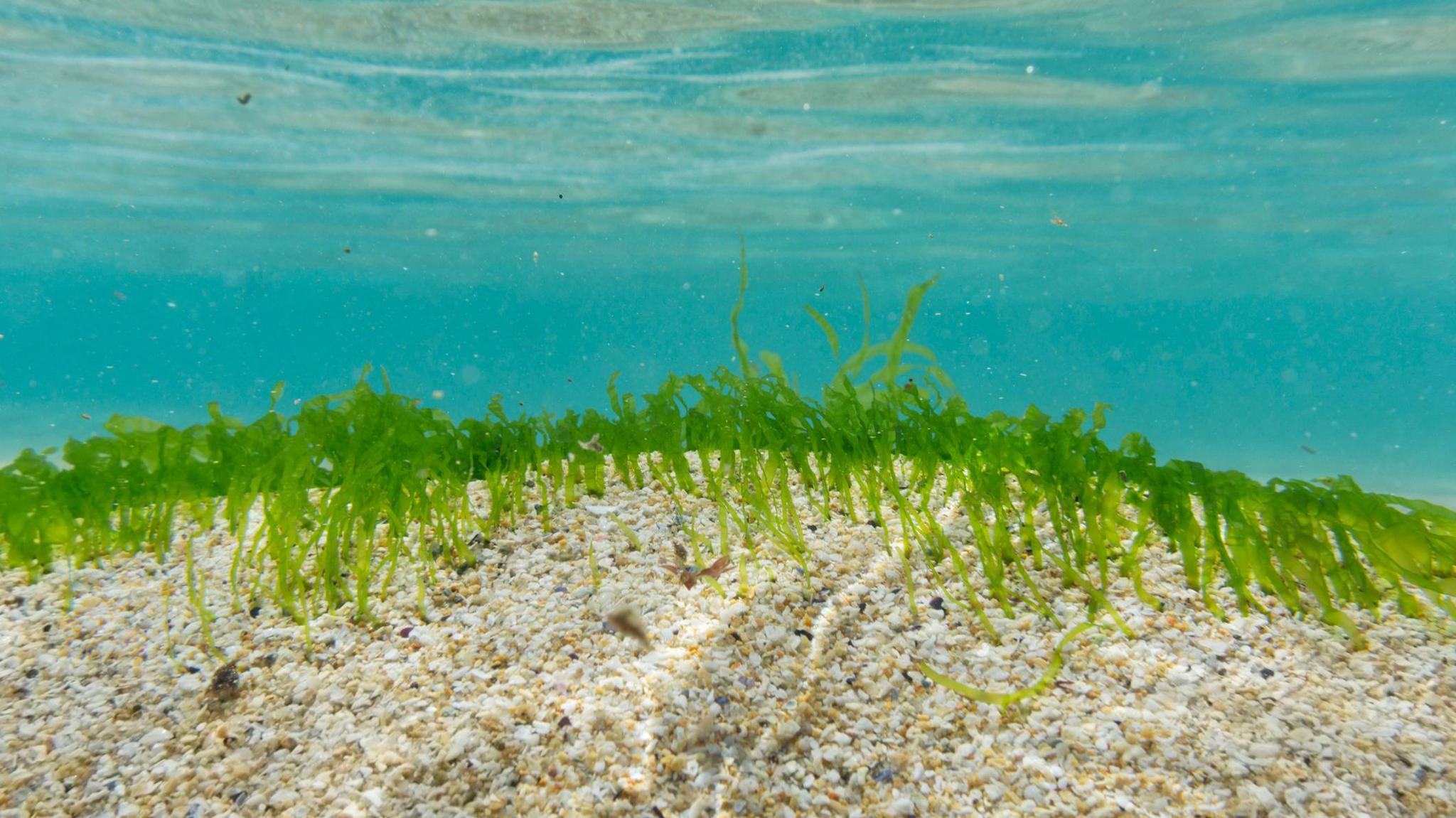 Seagrasses on the seabed in the clear shallow water at Pedn Vounder Beach, South Cornwall on a bright June day.
