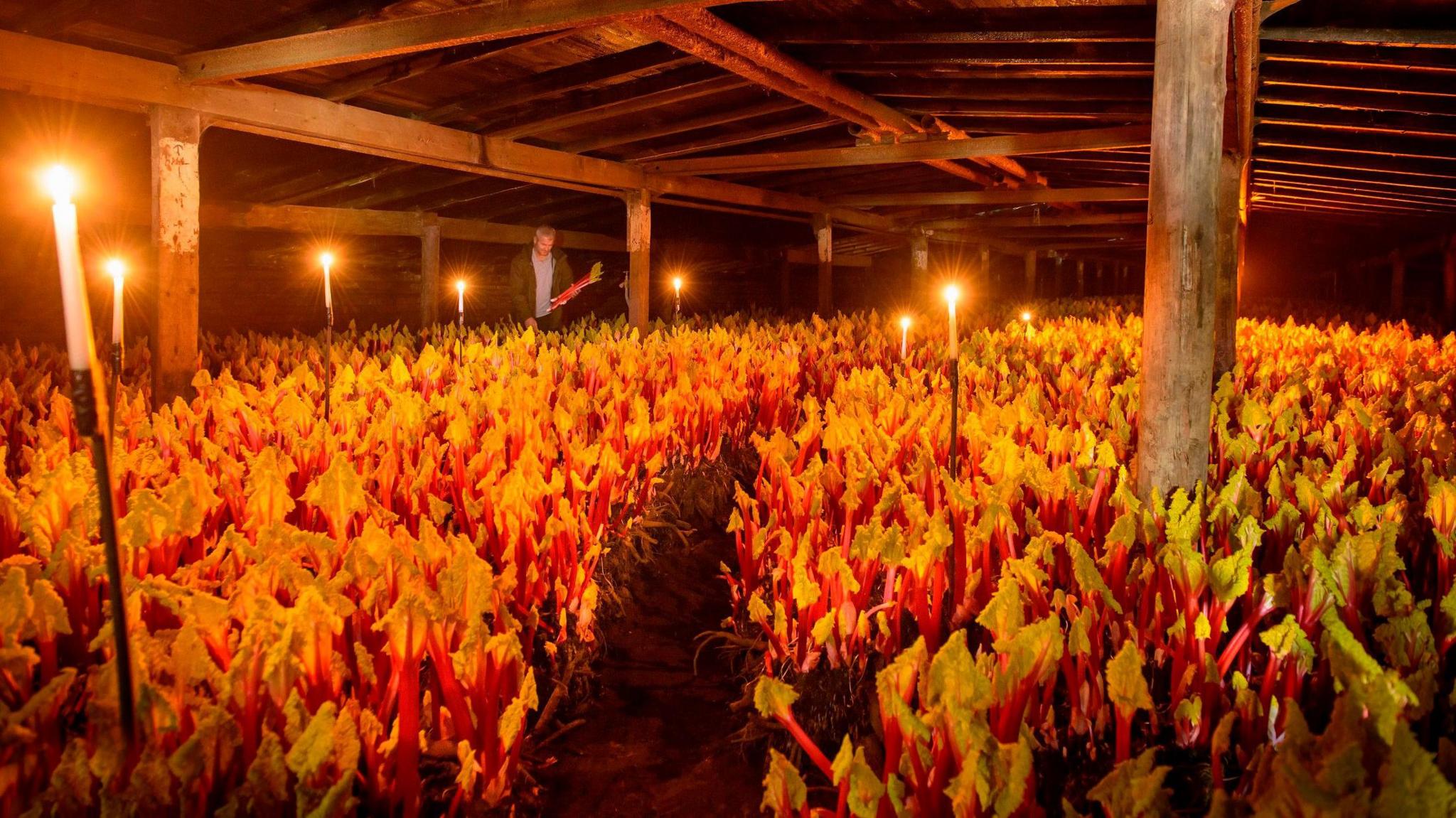 A large dark shed with thousands of rhubarb sticks growing a man stands in the back while it is lit by candles on sticks forced into the ground.