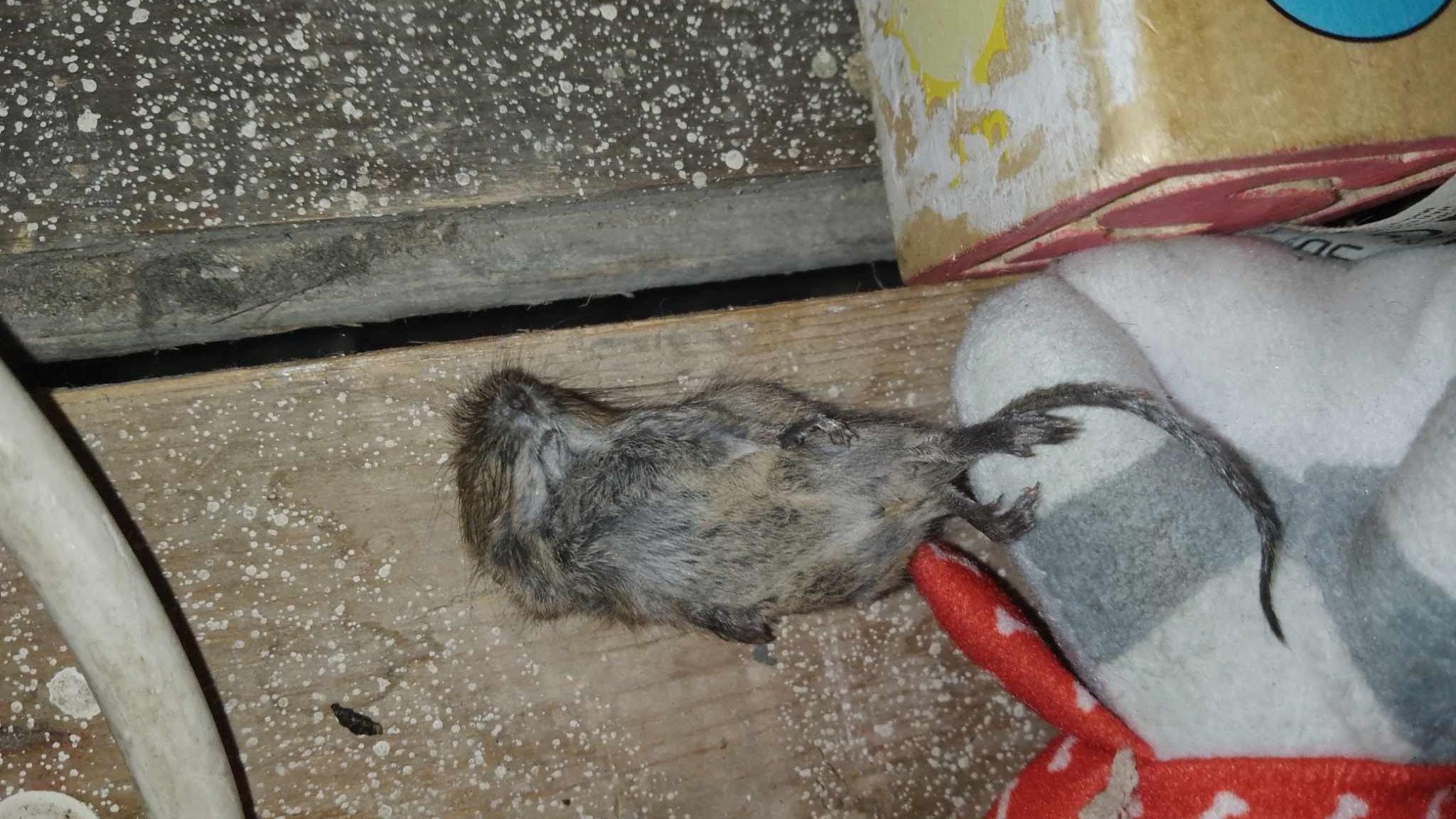 Dead mouse