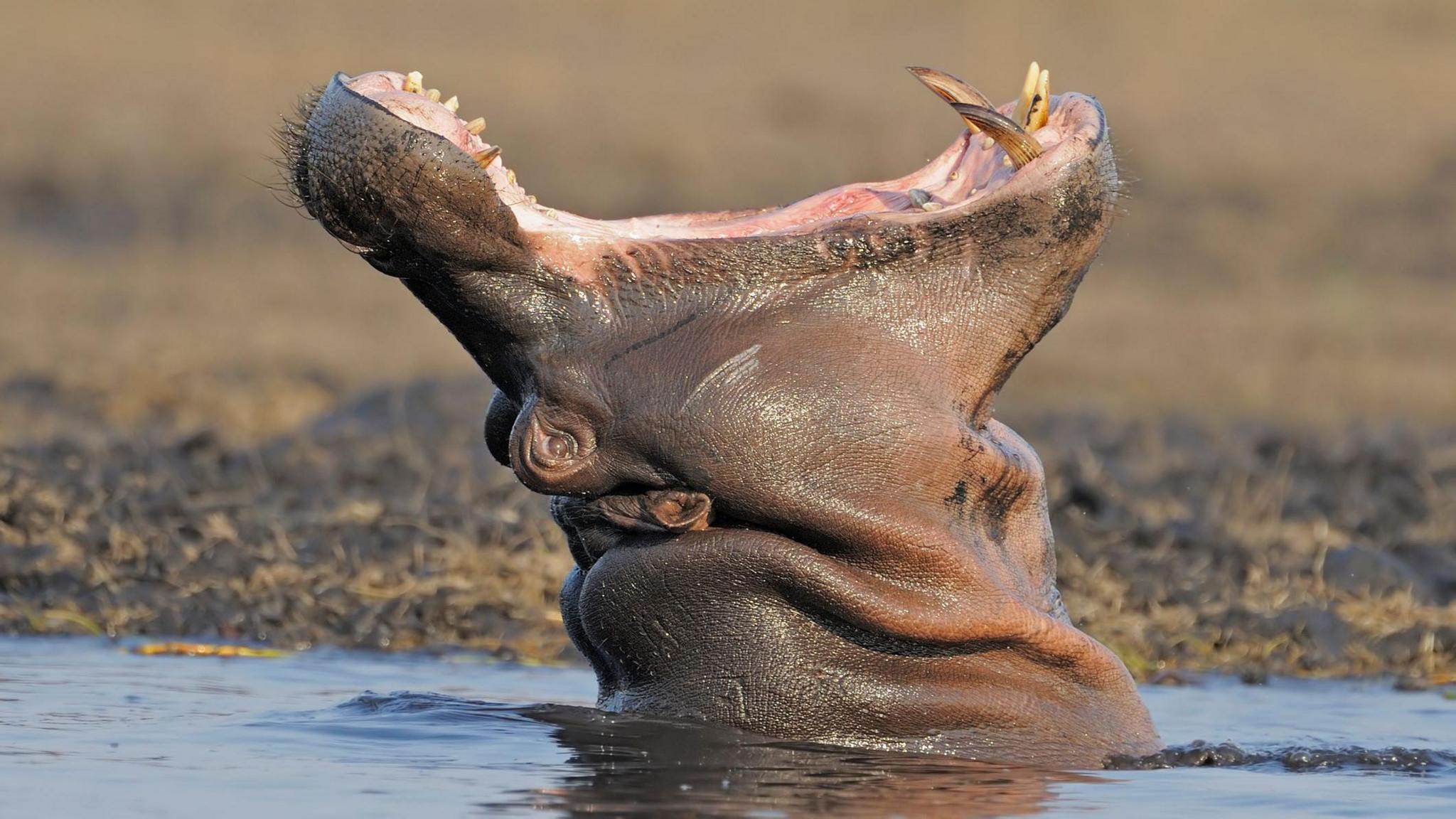 Hippo with its mouth open.