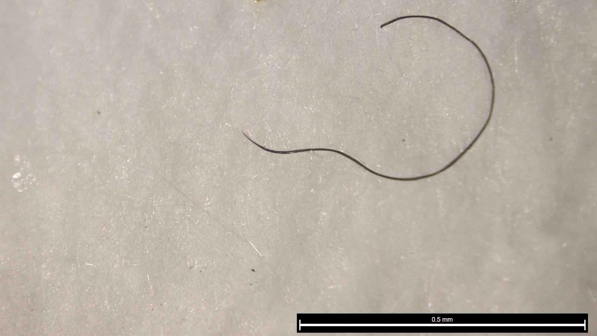 Polyester found in an earthworm