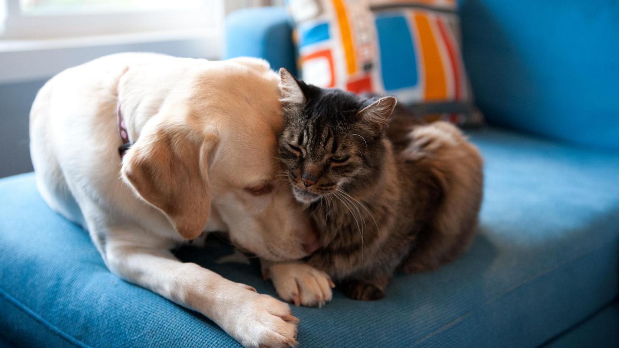 A large golden dog and a small tabby cat cuddle on a blue sofa. 