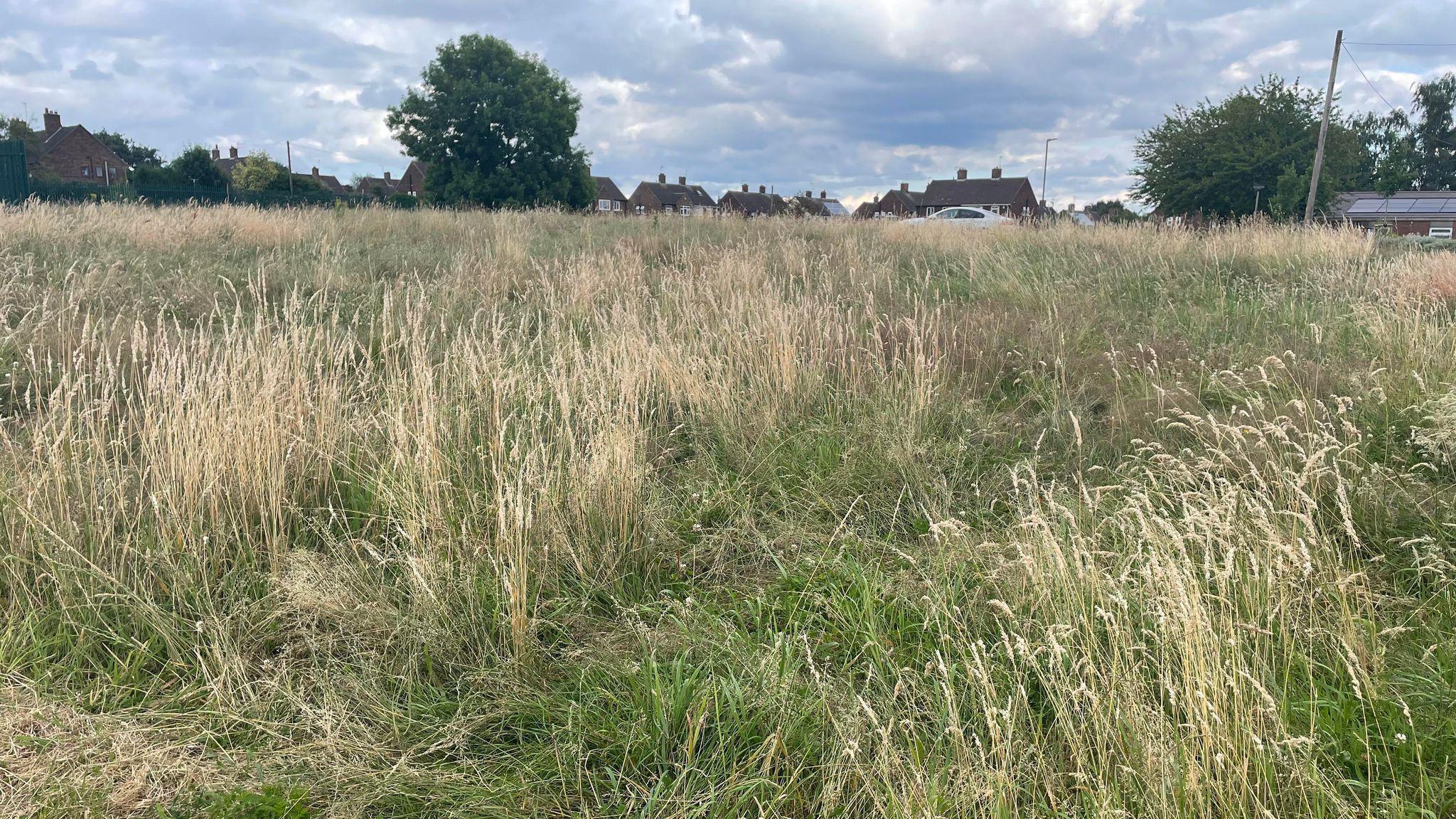 Long grass in Borrowash