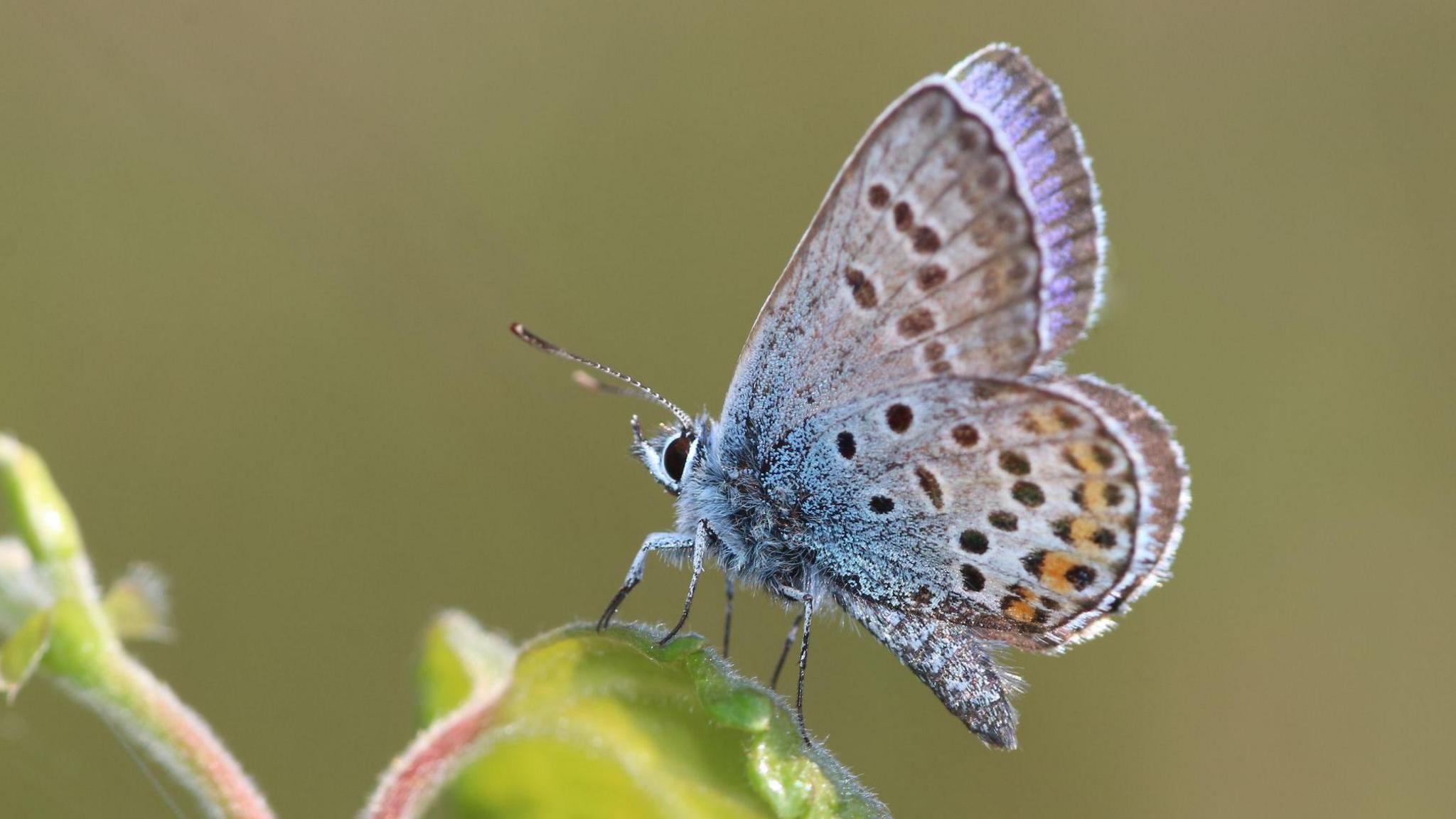 A close-up of a silver-studded blue butterfly, perched on a green leaf. It is a blue and grey colour with a faint orange tinge.