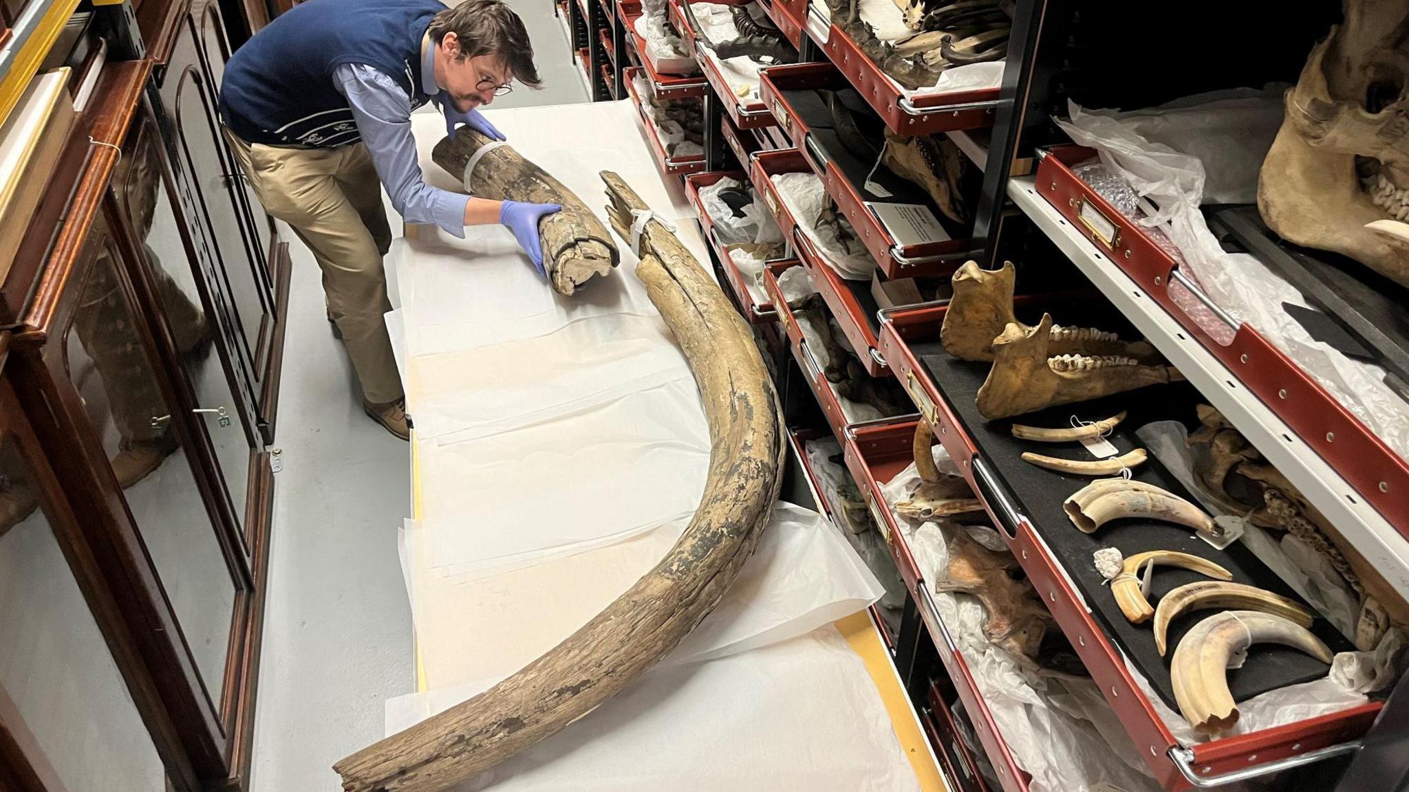 Jed Atkinson, who is wearing a blue jumper and cream trousers, holds one of the two pieces of mammoth tusk in a storeroom housing a number of other artefacts, including fragments of animal bones.