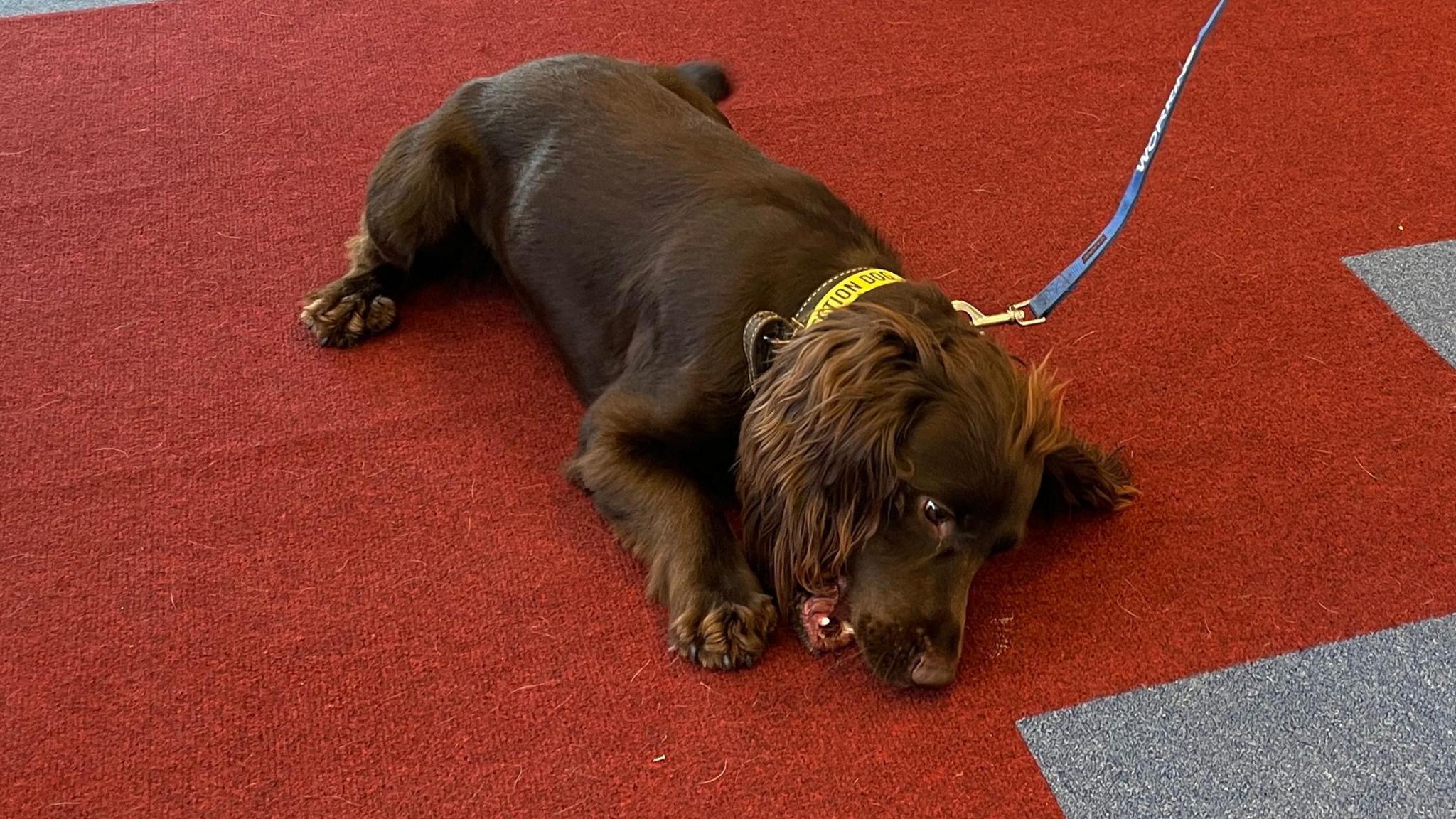 A brown working cocker spaniel lies on the carpet, playing with his ball.
