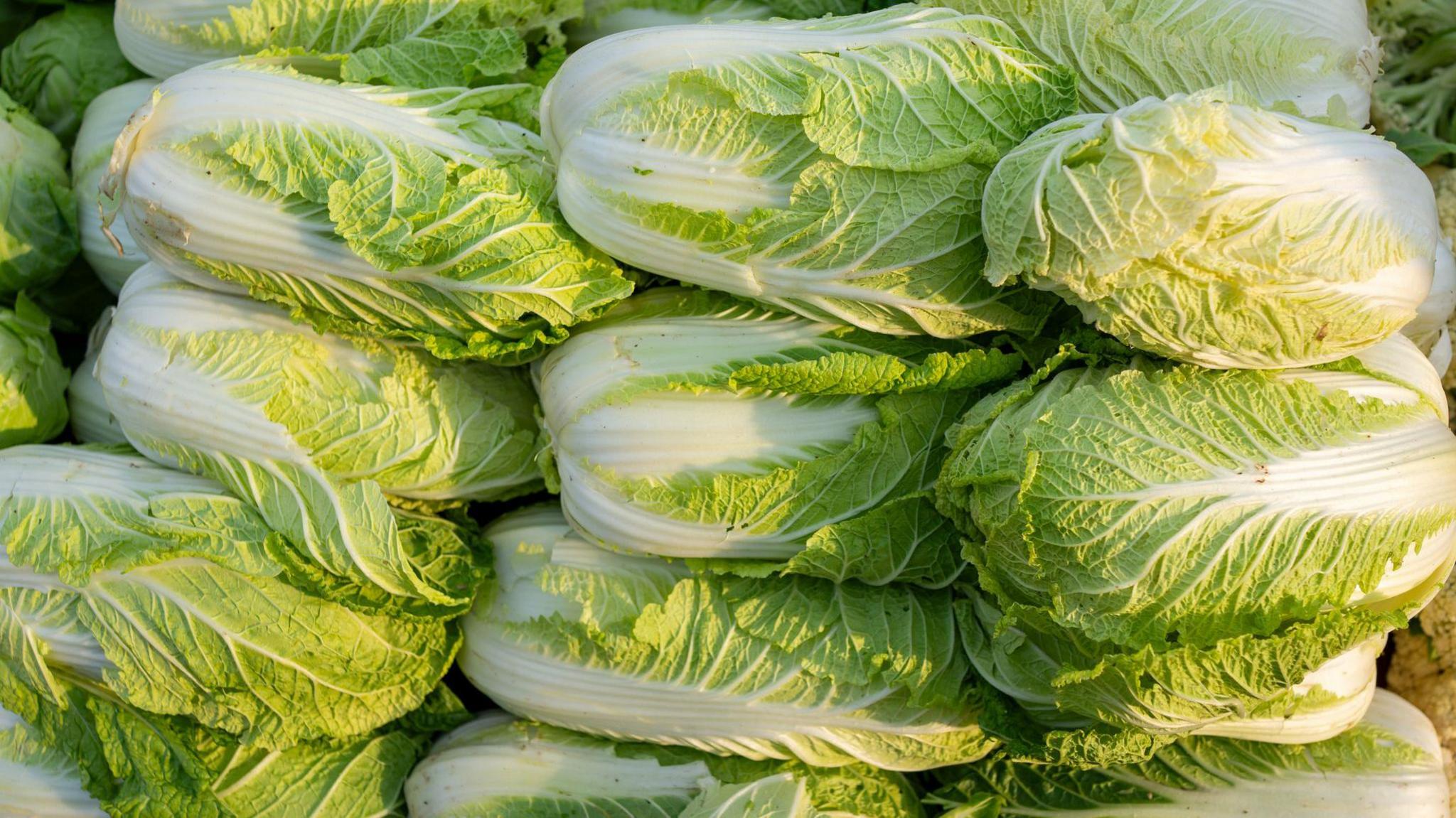 Green cabbages