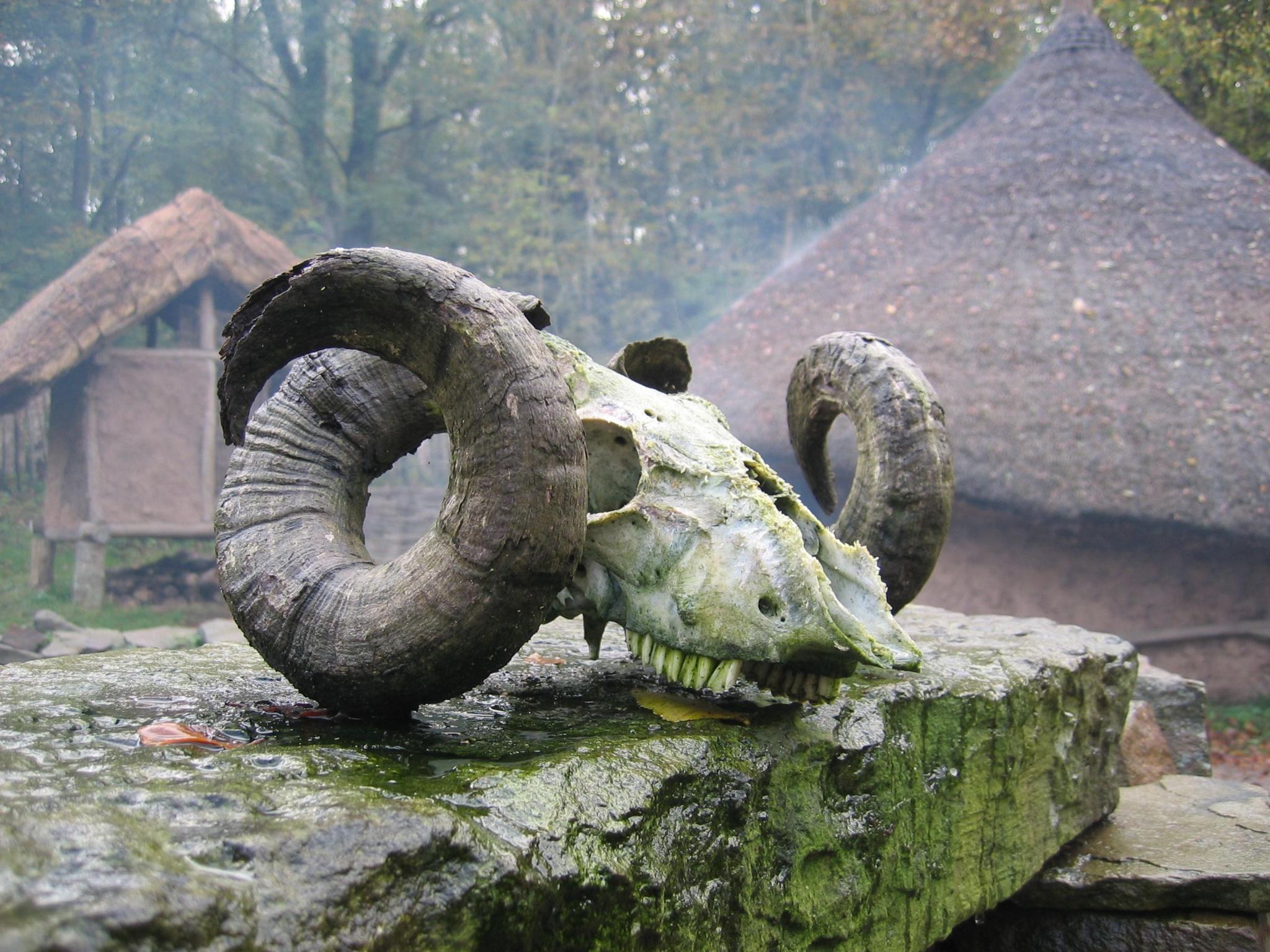 A goat's skull pictured outside a recreated Celtic village at the St. Fagans museum. The skull is place on a moss-covered rock. There are roundhouses in the background with pointed thatched roofs and clay walls 