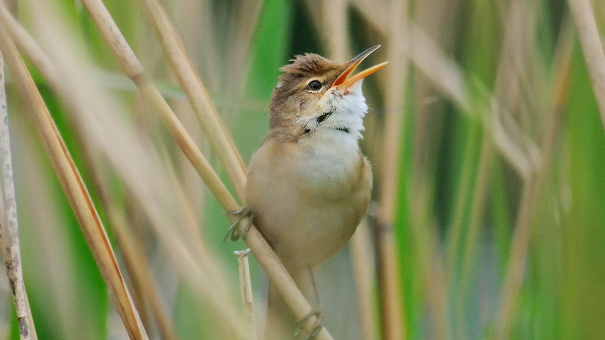 A bird with a white breast is gripping a reed and singing