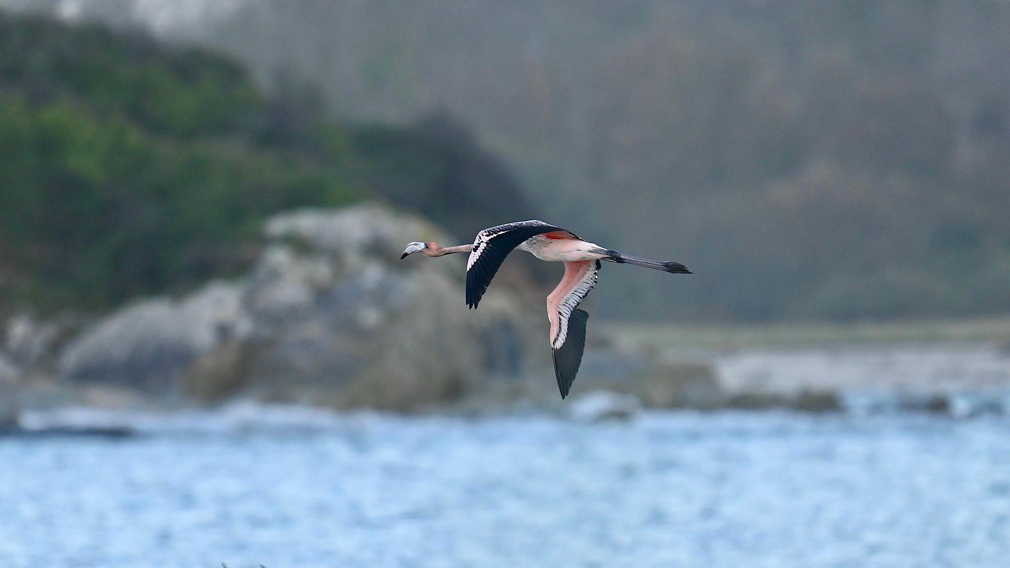 A juvenile flamingo flying above water. The bird has a mixture of pink and black feathers and has some feathers clipped on its right wing. There are rocks and trees in the background and some smaller birds flying beneath the flamingo.