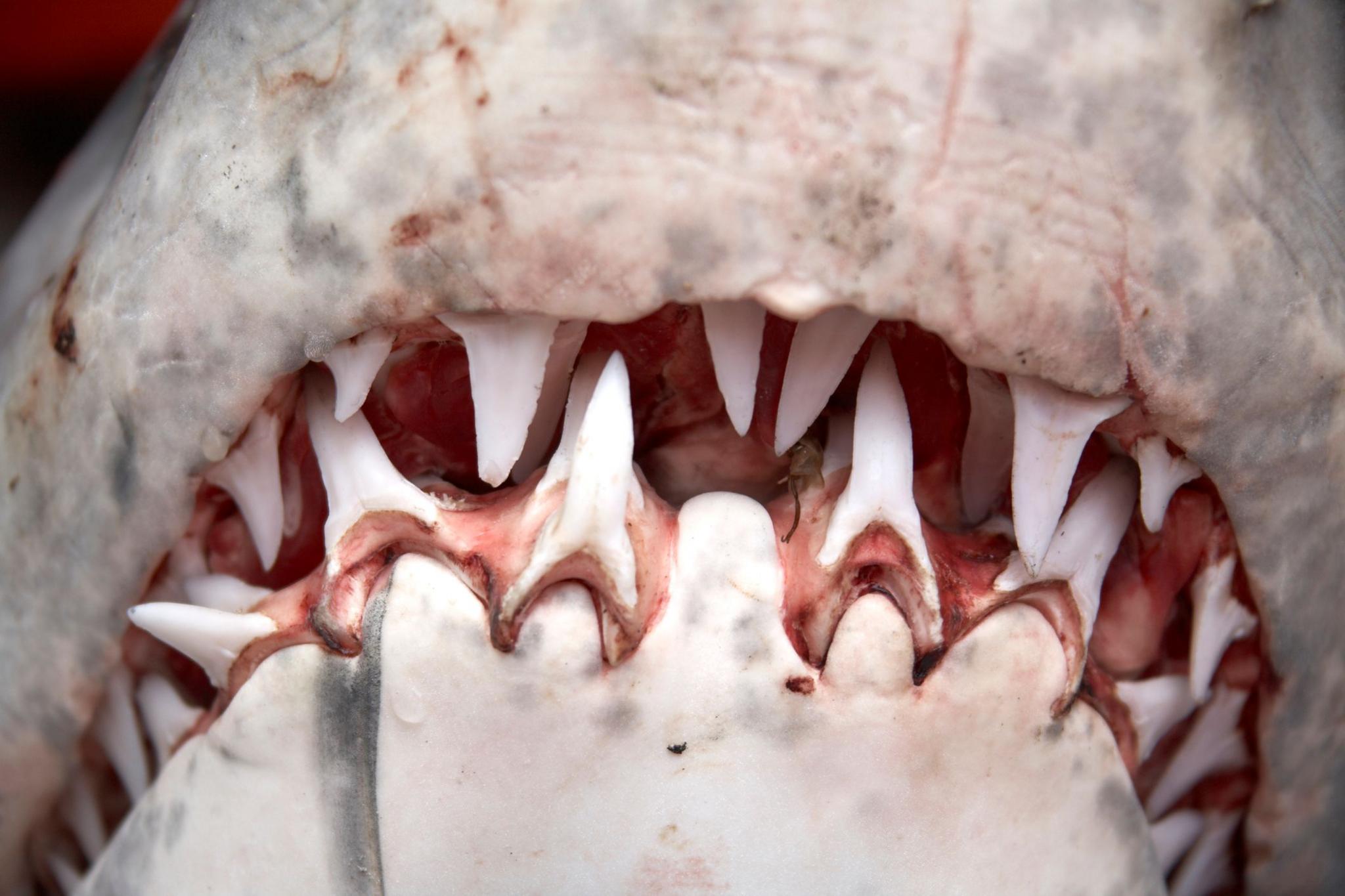 A shark's moth showing rows of teeth