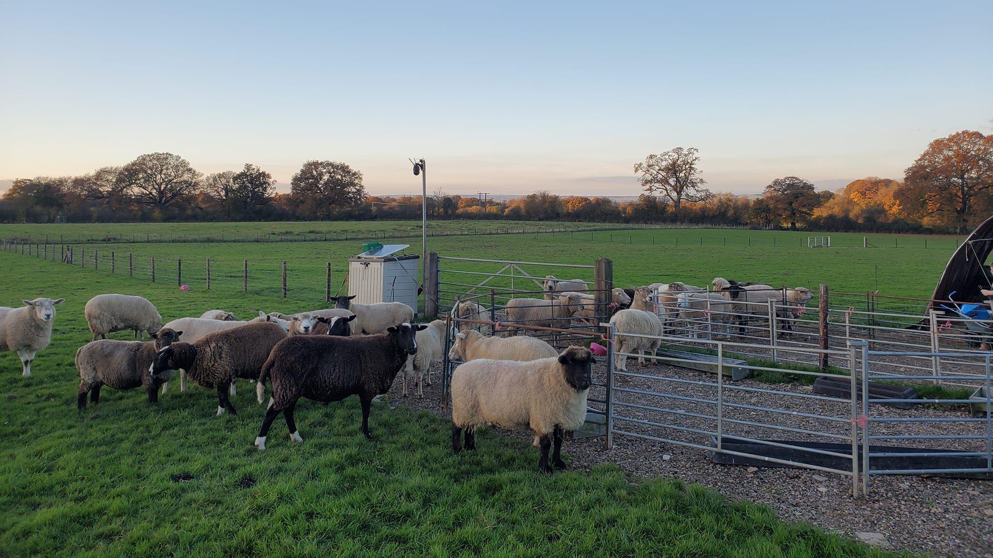 A mix of brown and cream coloured sheep stood outside of their shelter in the middle of a green field. 