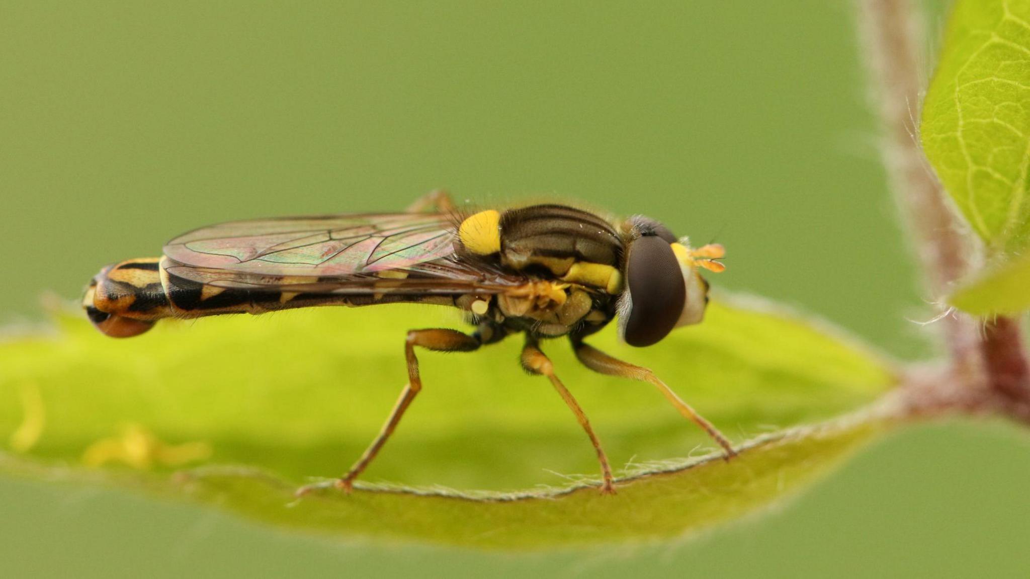 Hoverfly