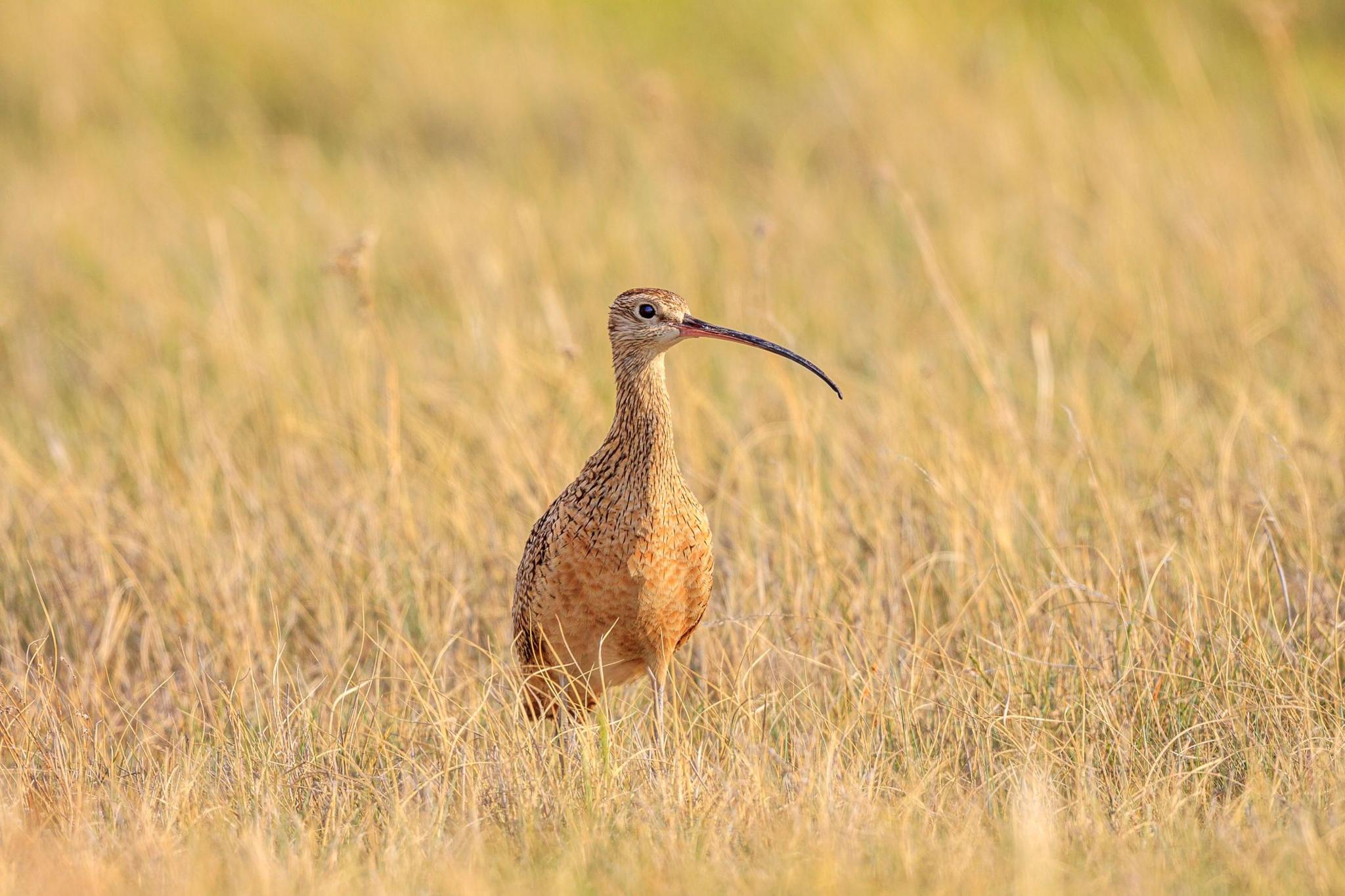 long-billed curlew in the grass