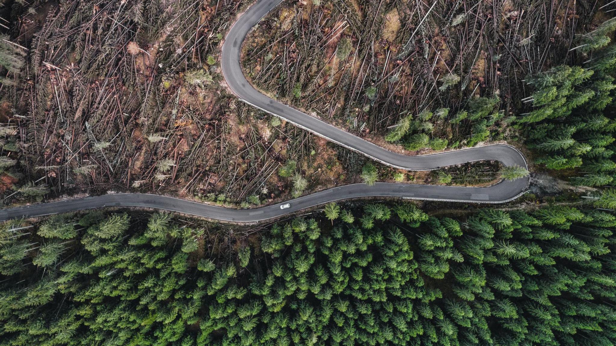 There is a road running through a rainforest. Above the road is the forest after trees have been cut down. The bottom half is green and trees are still standing