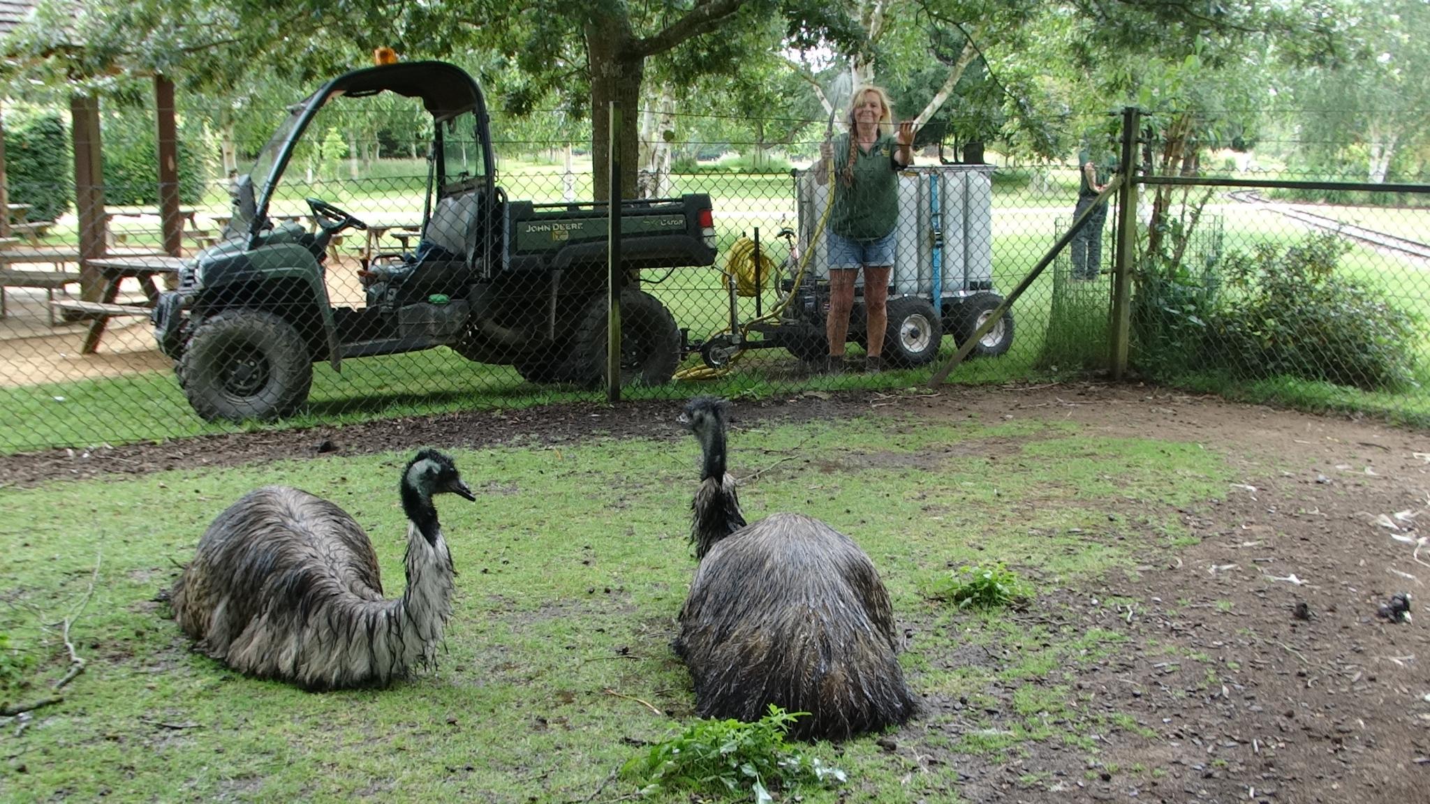 Emus