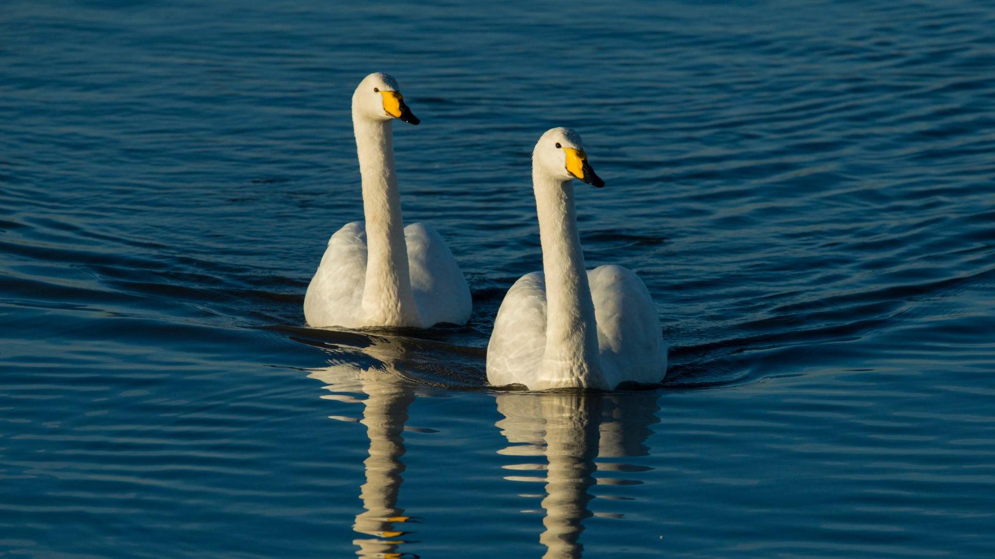 Two white feathered Swans float in a body of blue water. They face the camera with yellow and Back beaks. Ripples can be seen as they swim towards the camera, with their reflection visible in the water.