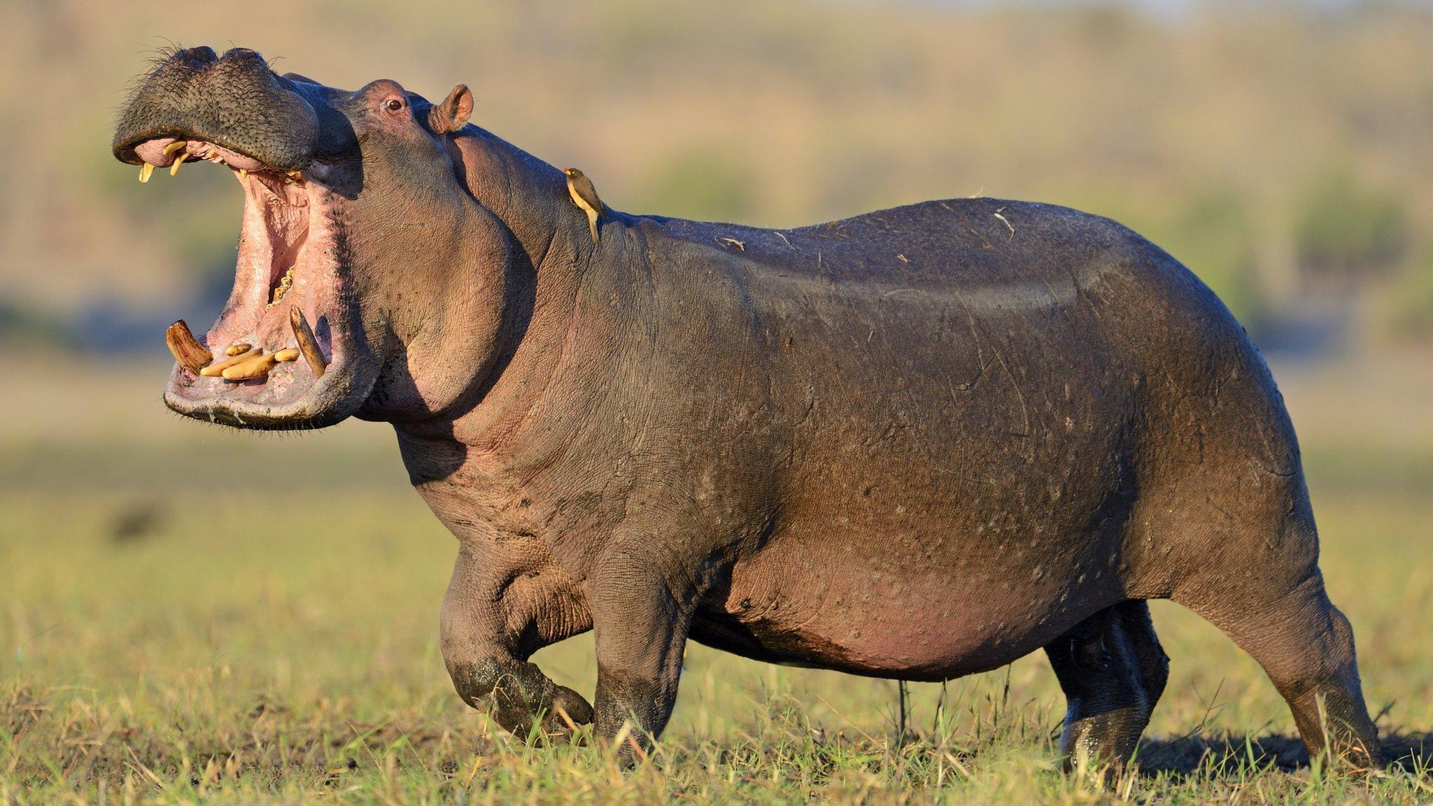 Hippo