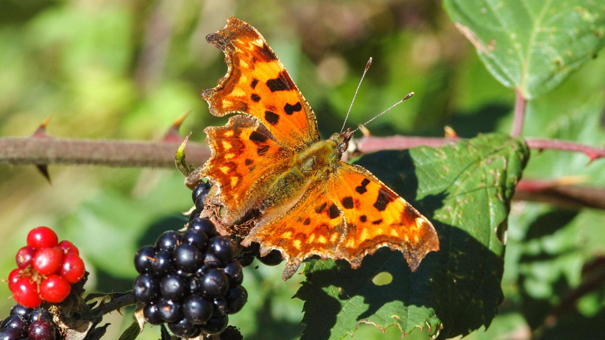 A picture of a comma butterfly, which is orange, brown and yellow, sat on berries in a bush.