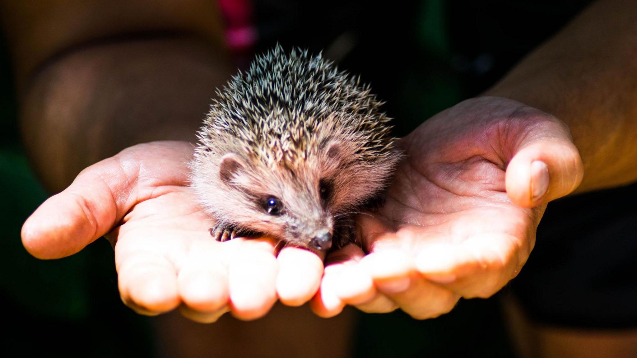 A little hedgehog held in a persons hand