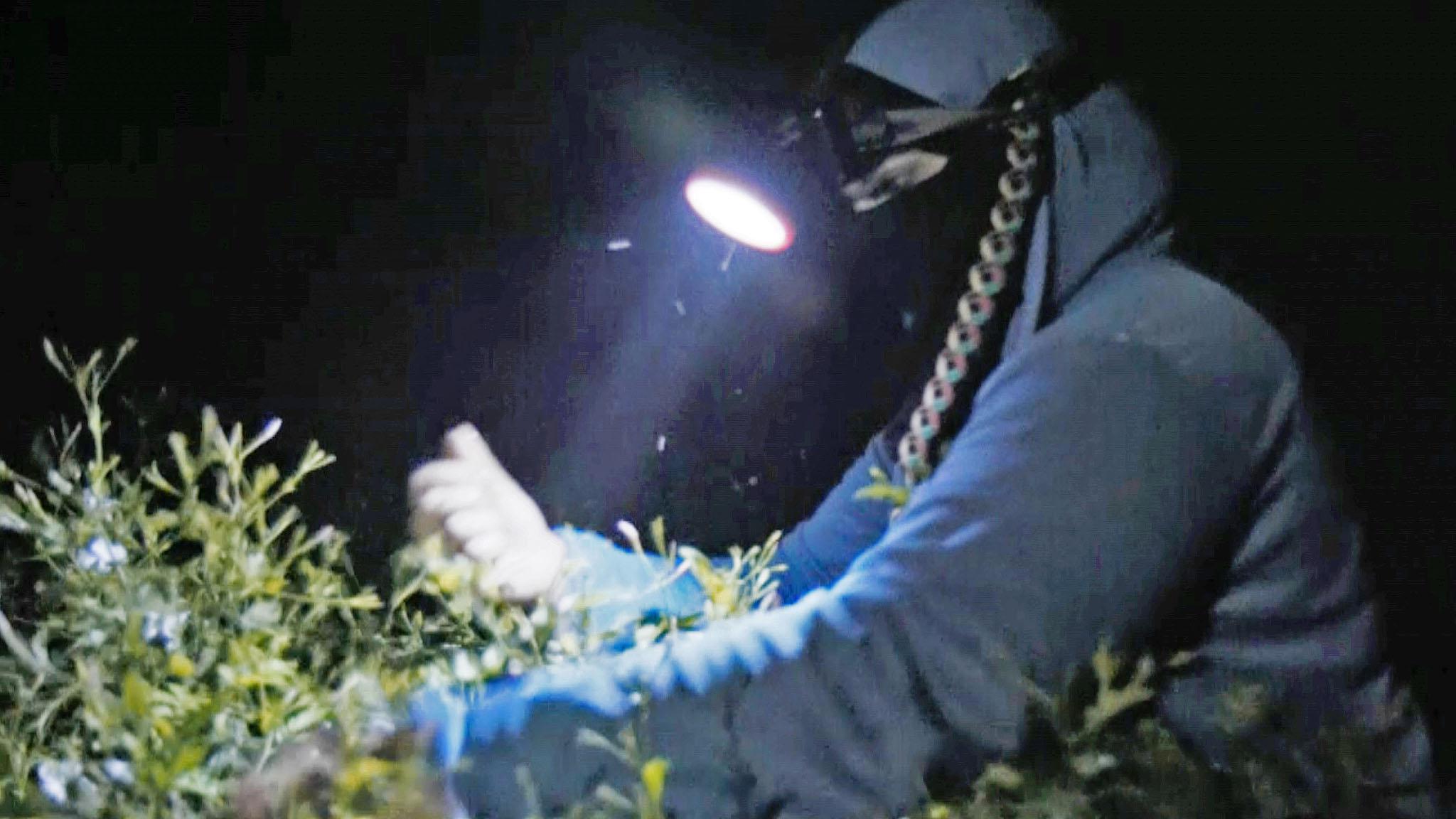 Heba picking jasmine with a head torch