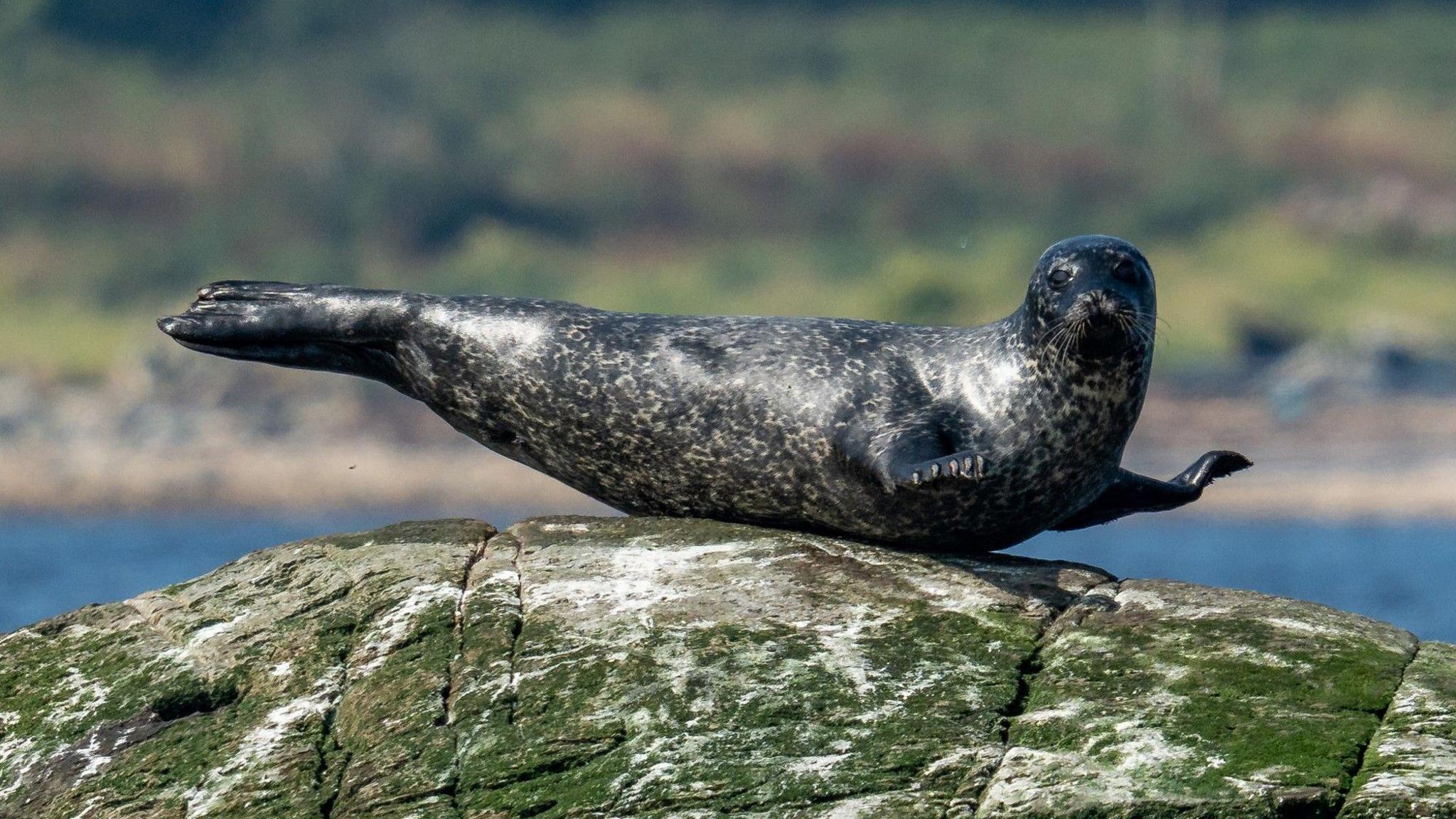 A seal perched on a rock, the creature appears to be holding its flippers and tail up in the air. The seal is looking directly down the camera lens.