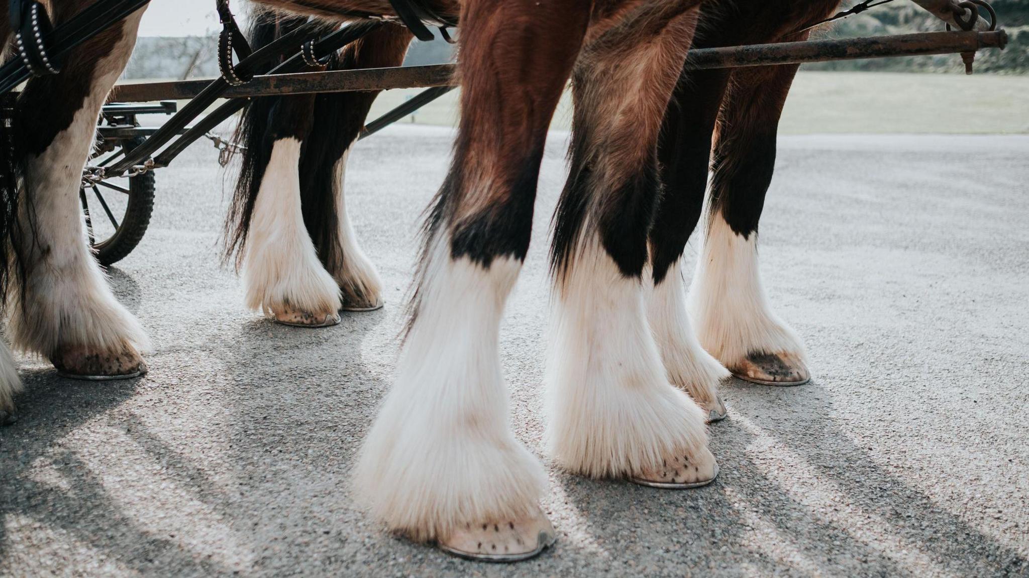 Stock image of the hooves of shire horses stood next to each other