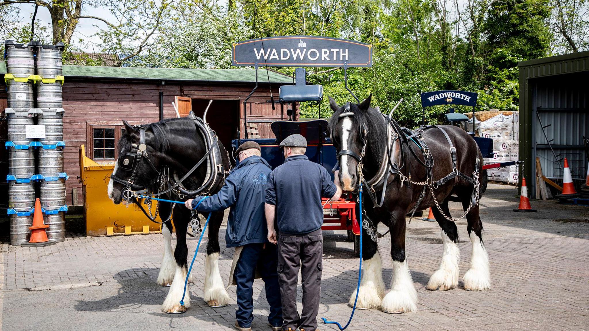 Two harnessed black shire horses in front of large Wadworth-branded cart. They are in an outdoor area on a sunny day, beer barrels and outbuildings are in the background.