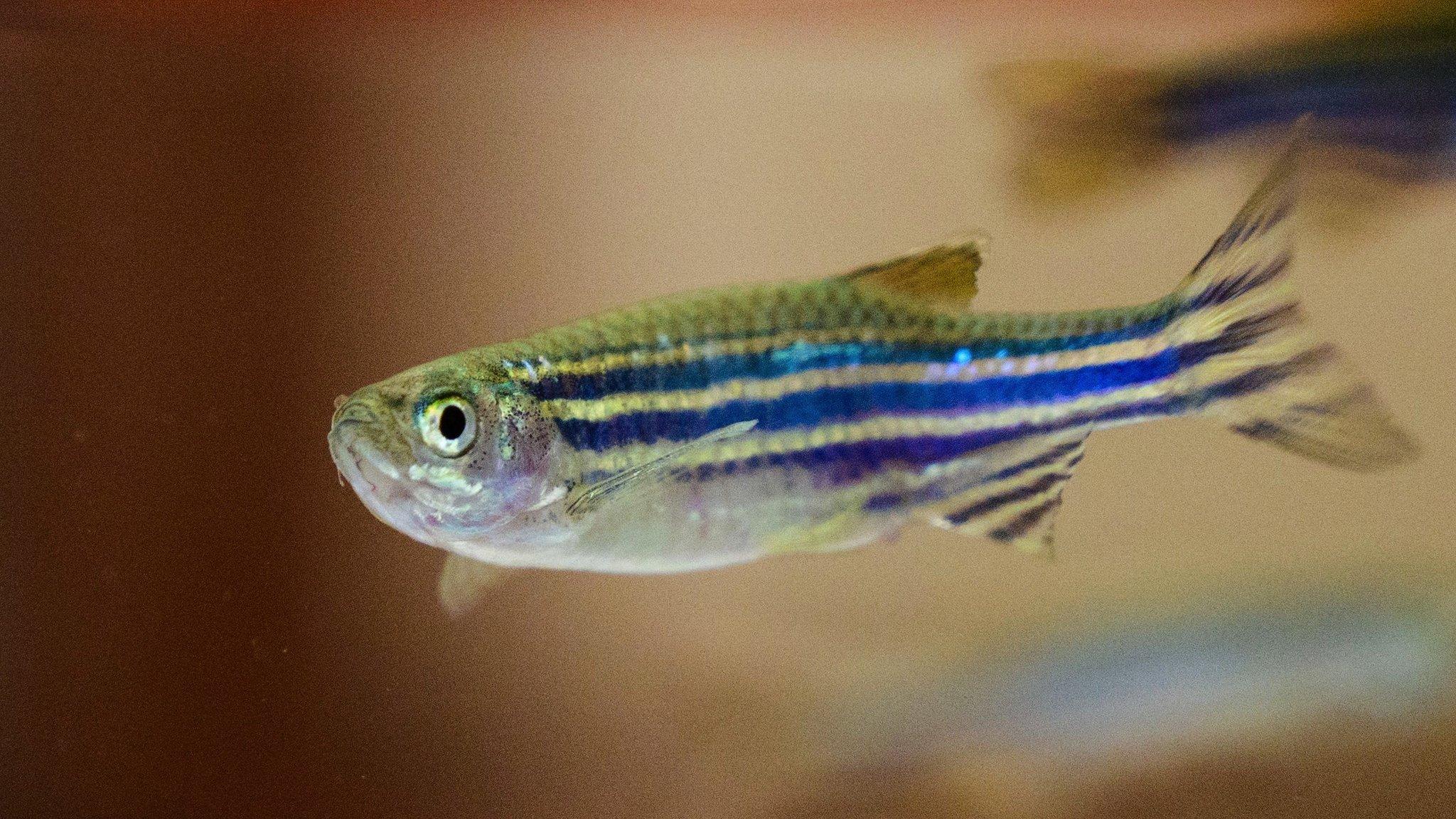 Zebrafish